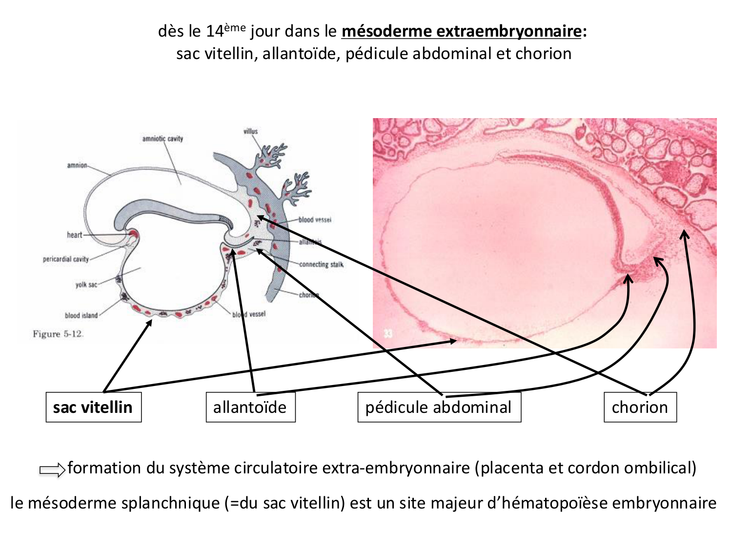 Développement — semaine 3 page 69