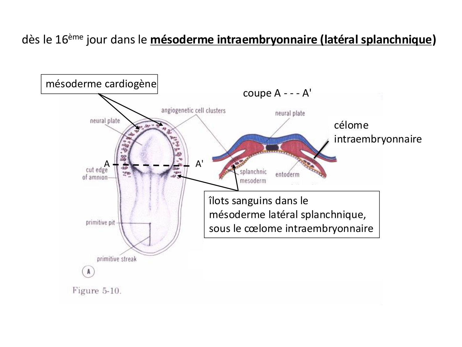 Développement — semaine 3 page 70