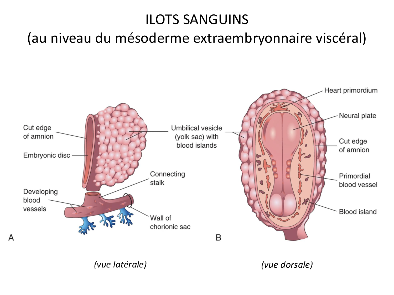 Développement — semaine 3 page 71