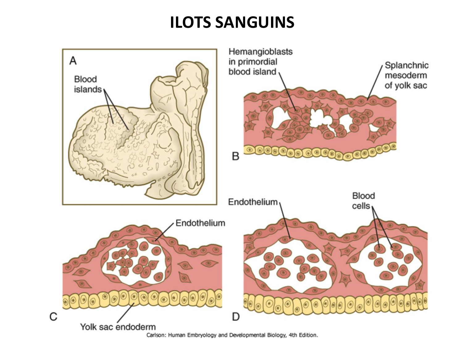 Développement — semaine 3 page 72