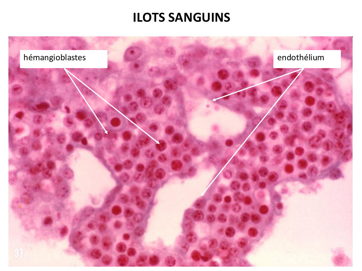 Développement — semaine 3 page 73