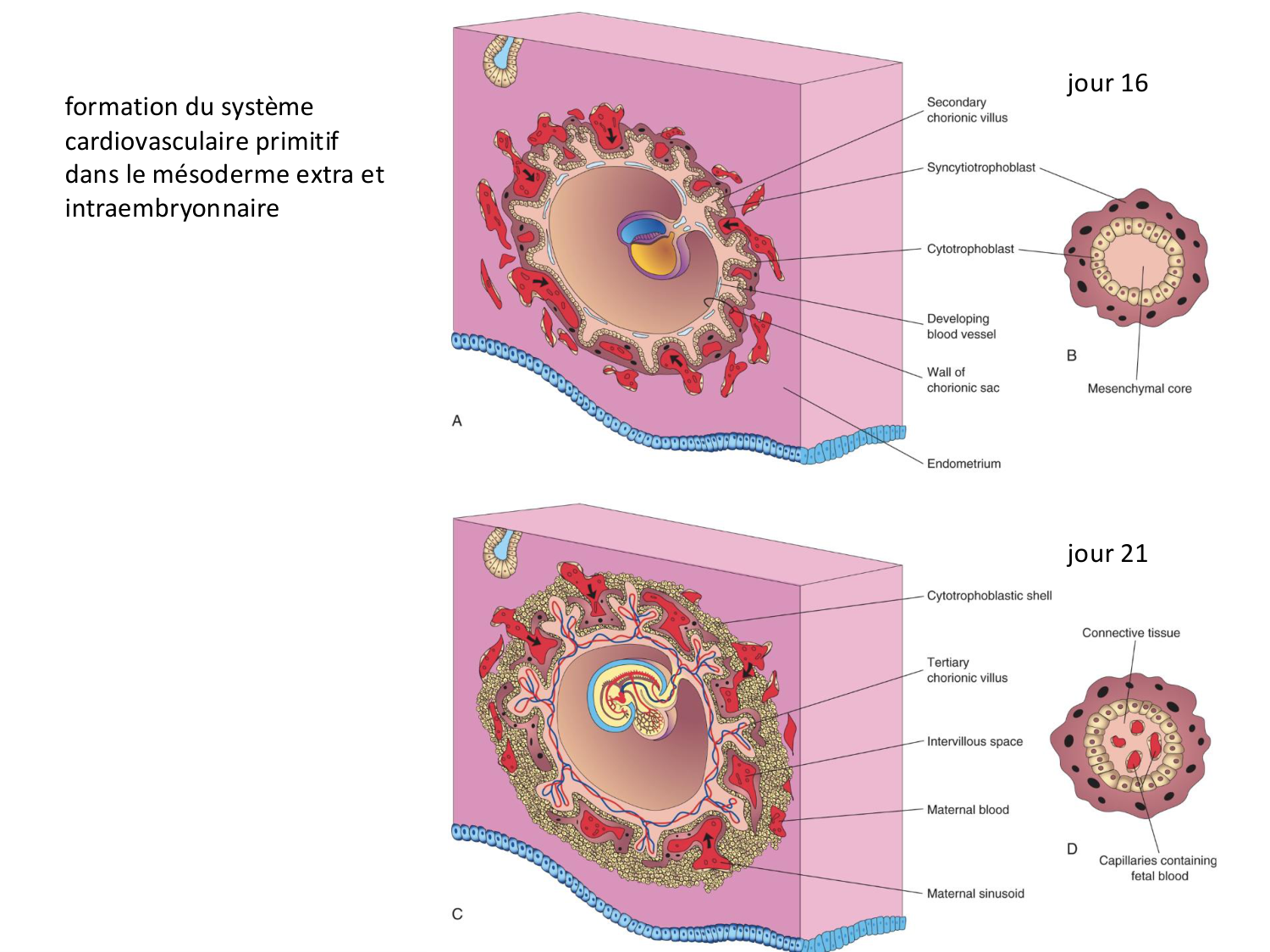 Développement — semaine 3 page 75