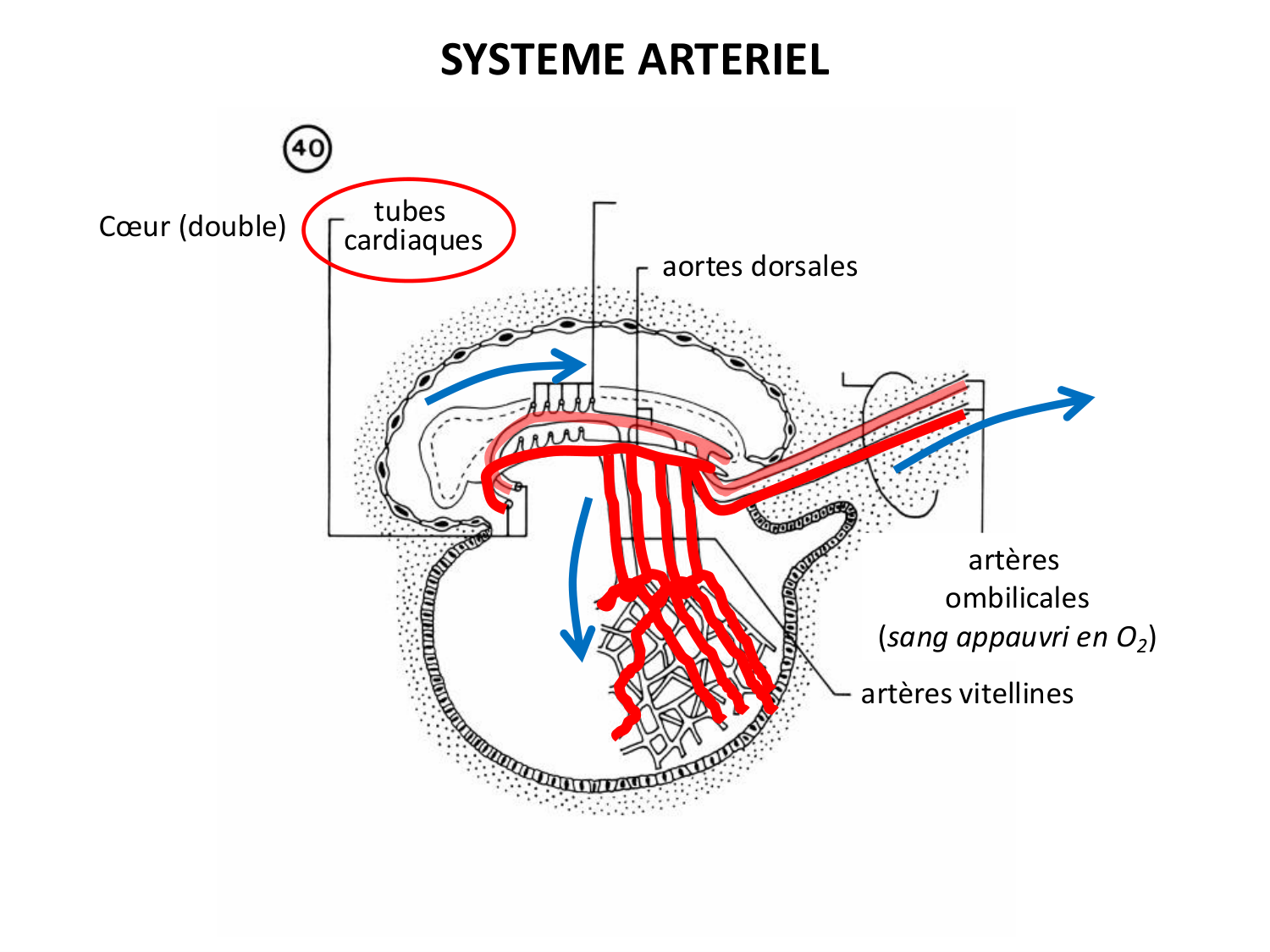 Développement — semaine 3 page 76