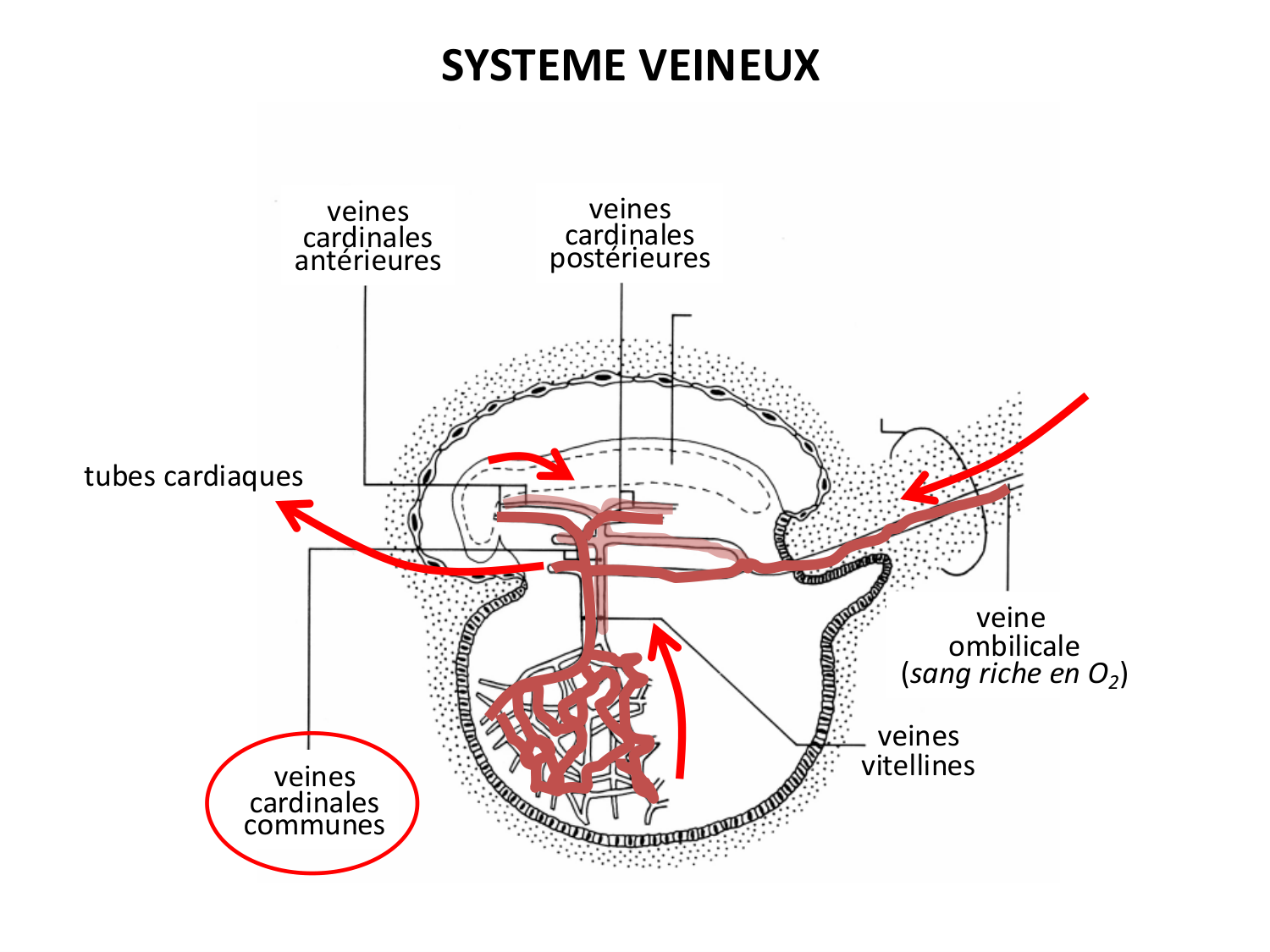 Développement — semaine 3 page 77