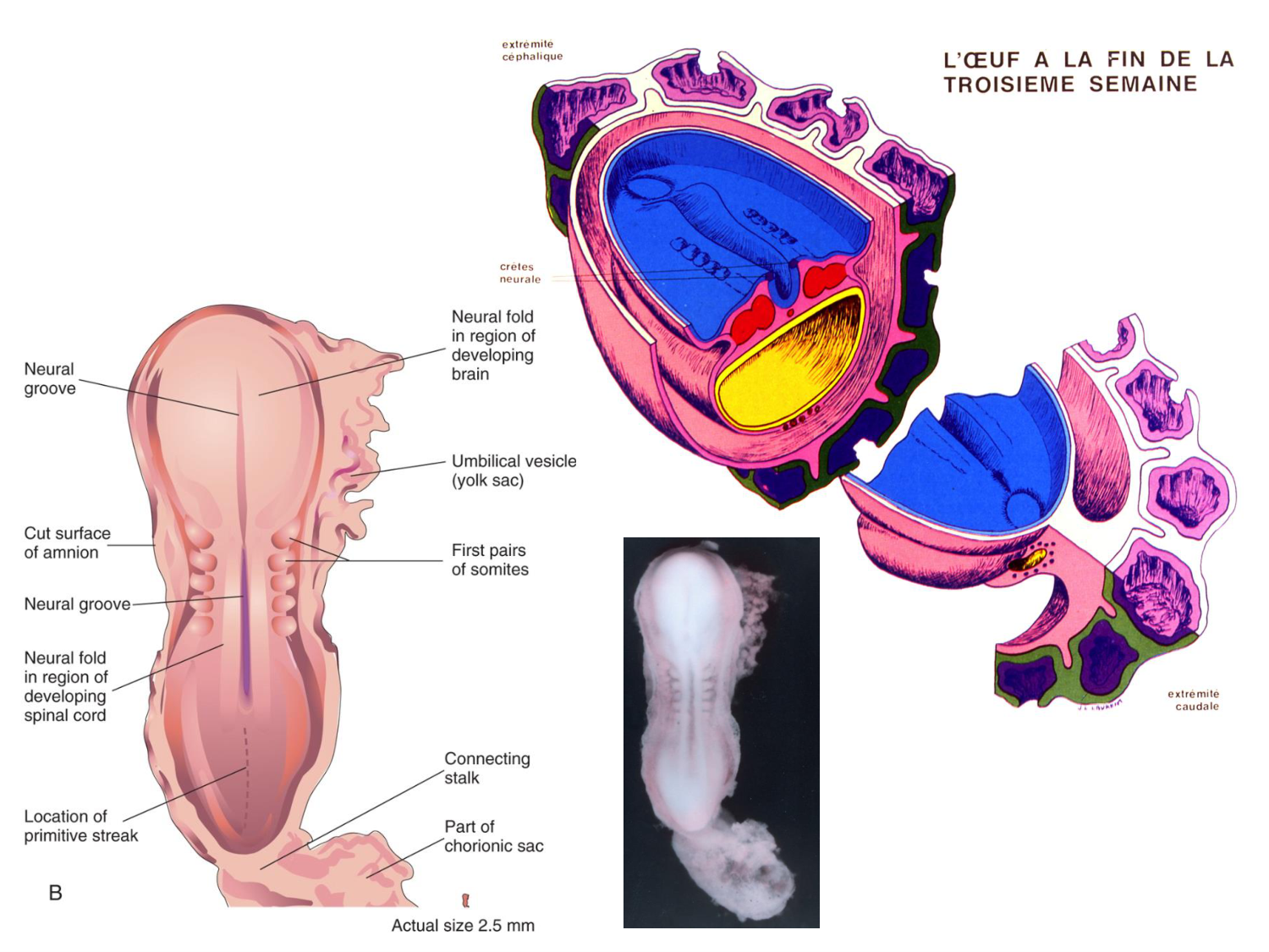 Développement — semaine 3 page 78