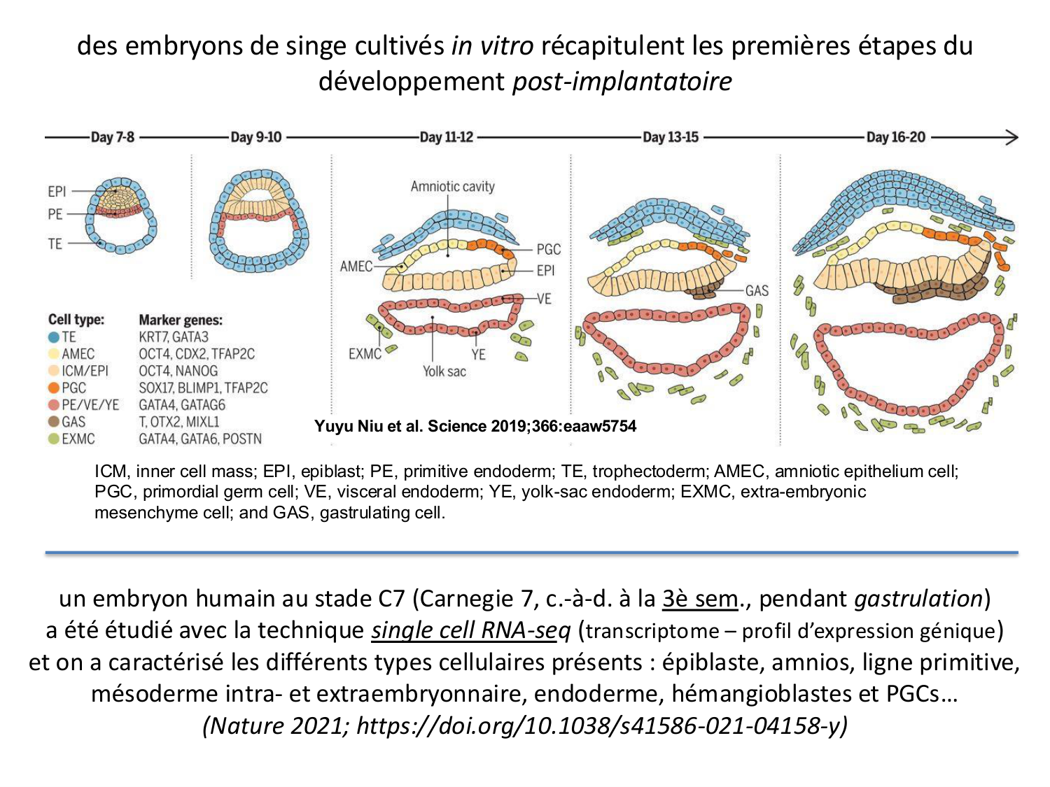 Développement — semaine 3 page 79
