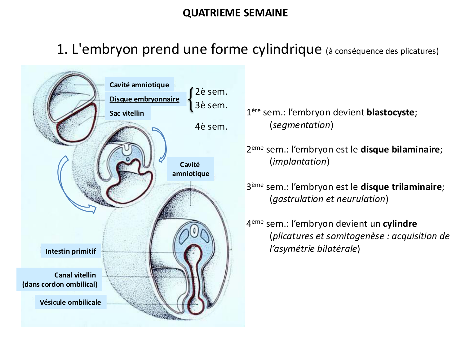 Développement — semaine 4 et 2e mois page 4