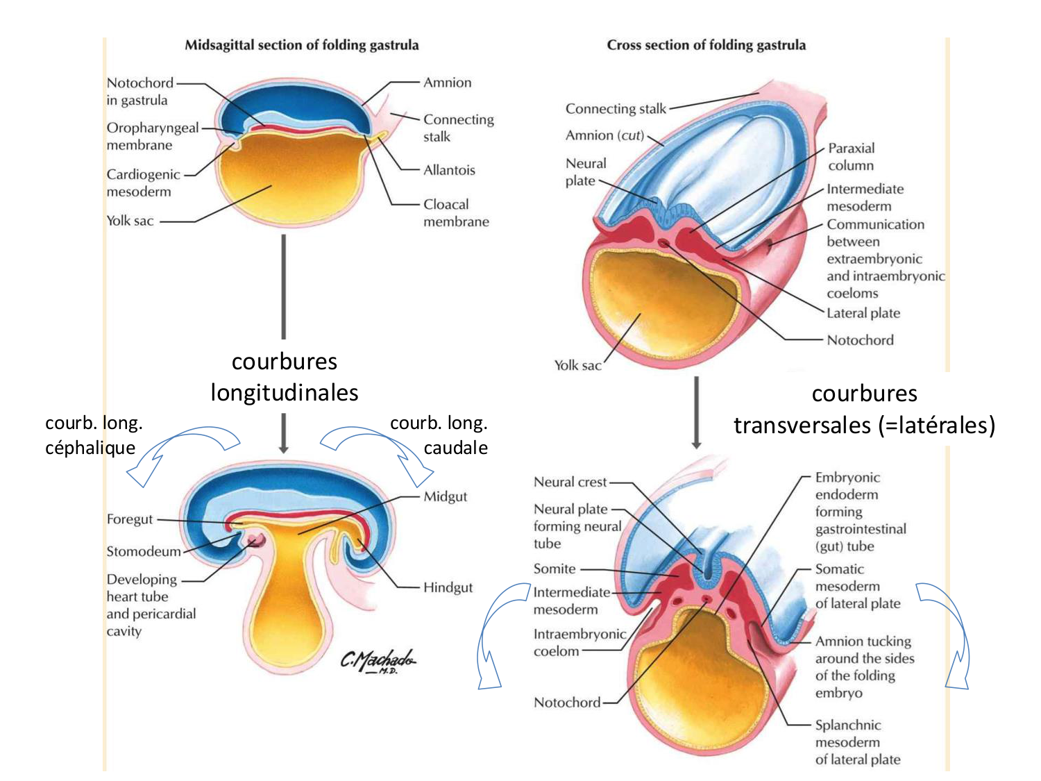 Développement — semaine 4 et 2e mois page 5