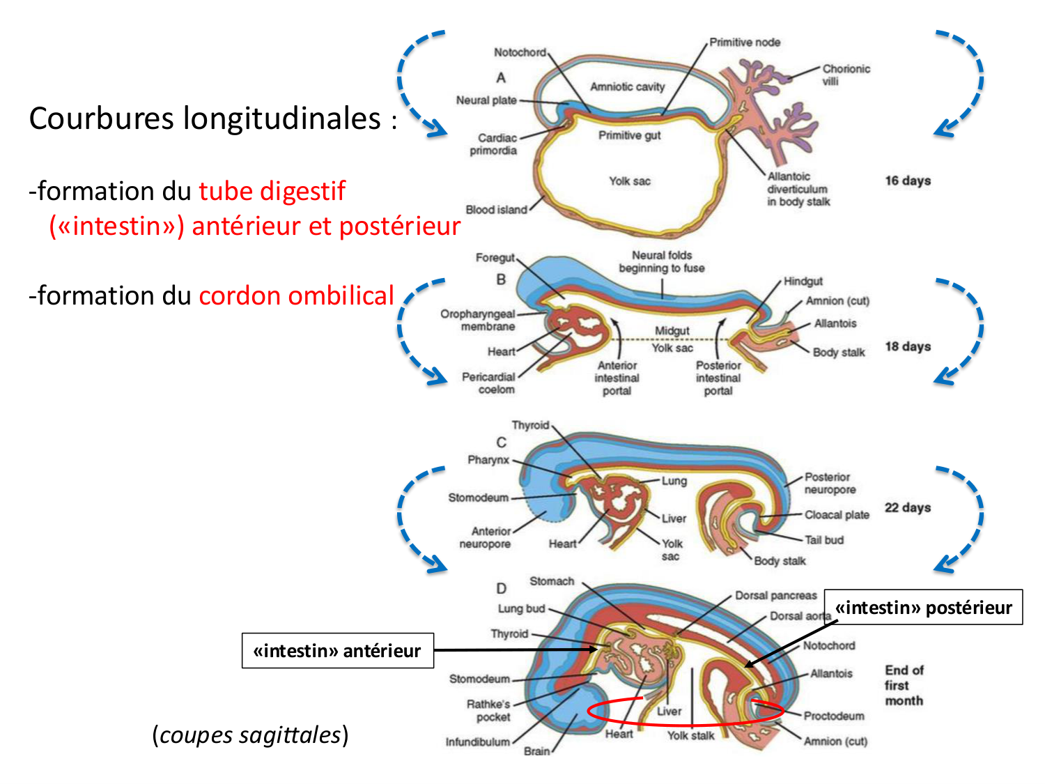 Développement — semaine 4 et 2e mois page 6