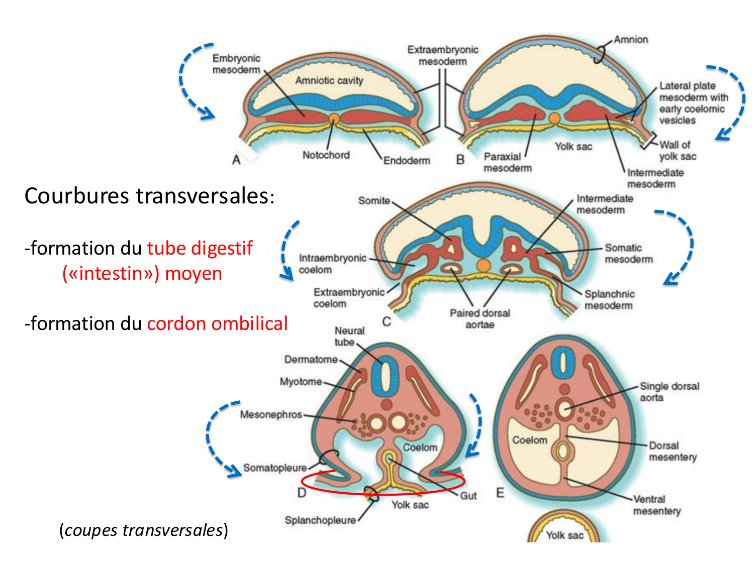 Développement — semaine 4 et 2e mois page 7