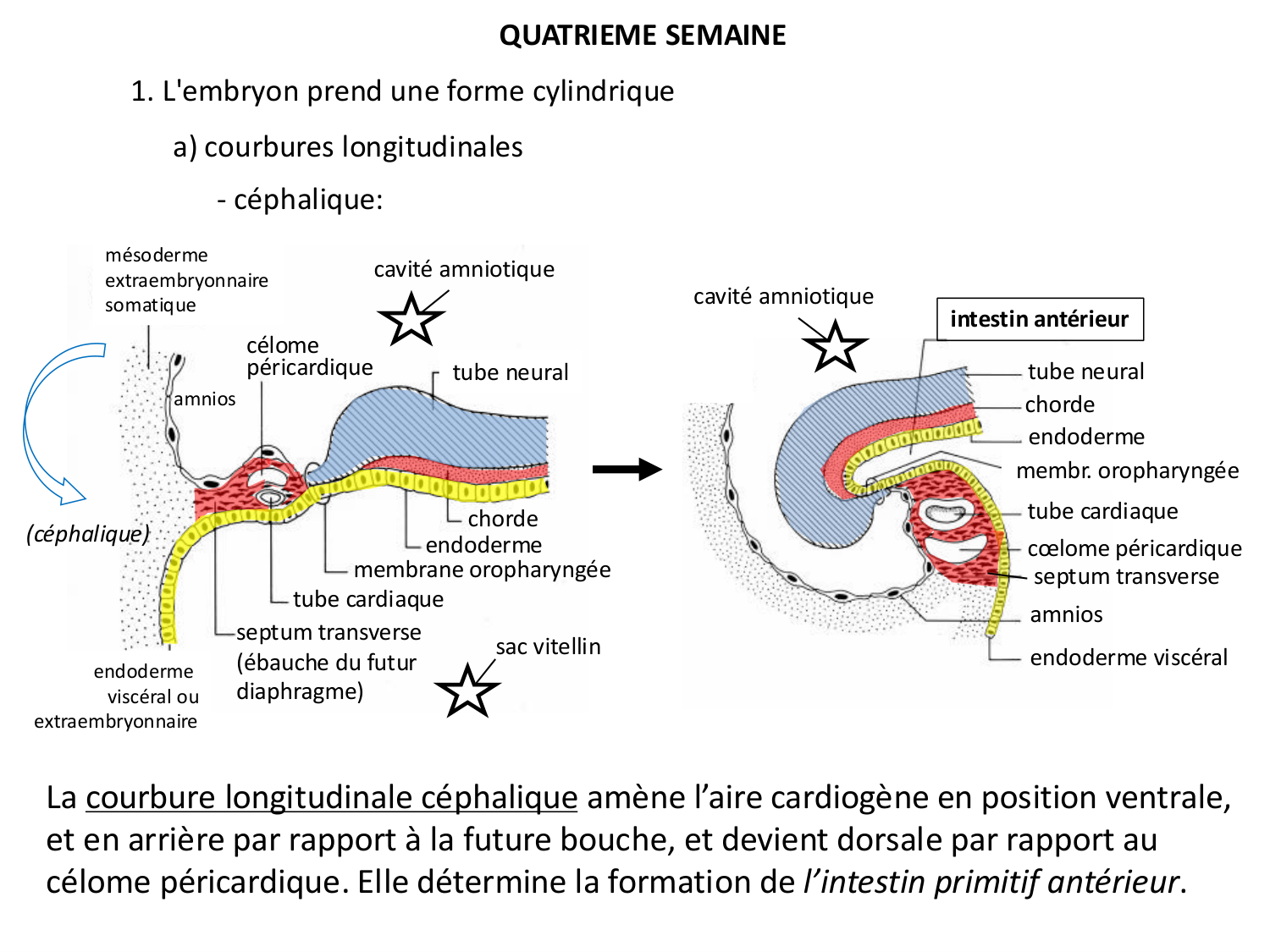 Développement — semaine 4 et 2e mois page 8
