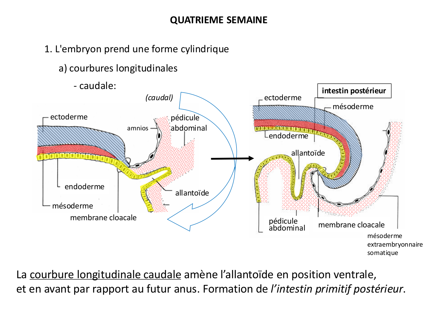 Développement — semaine 4 et 2e mois page 9