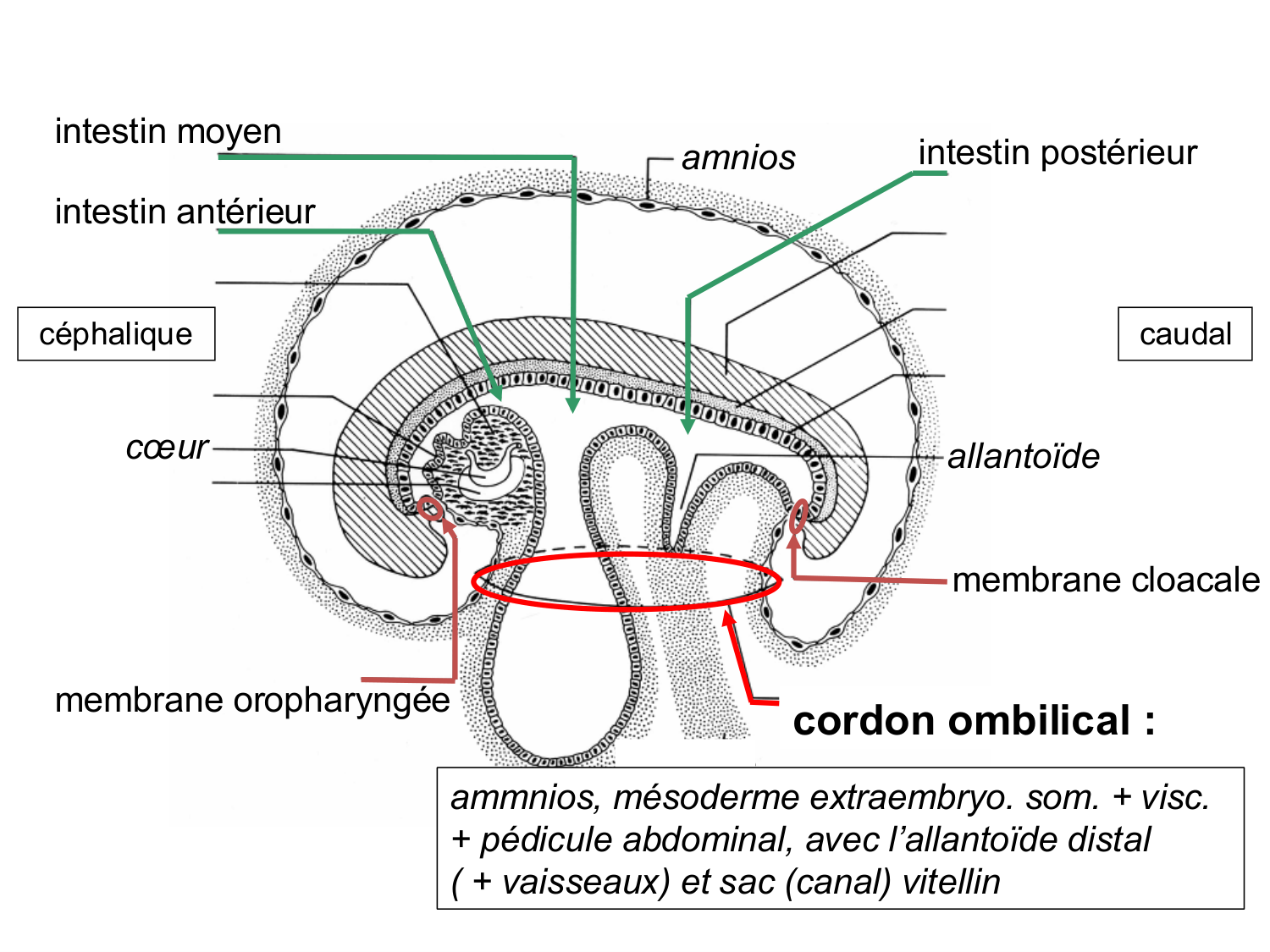 Développement — semaine 4 et 2e mois page 10