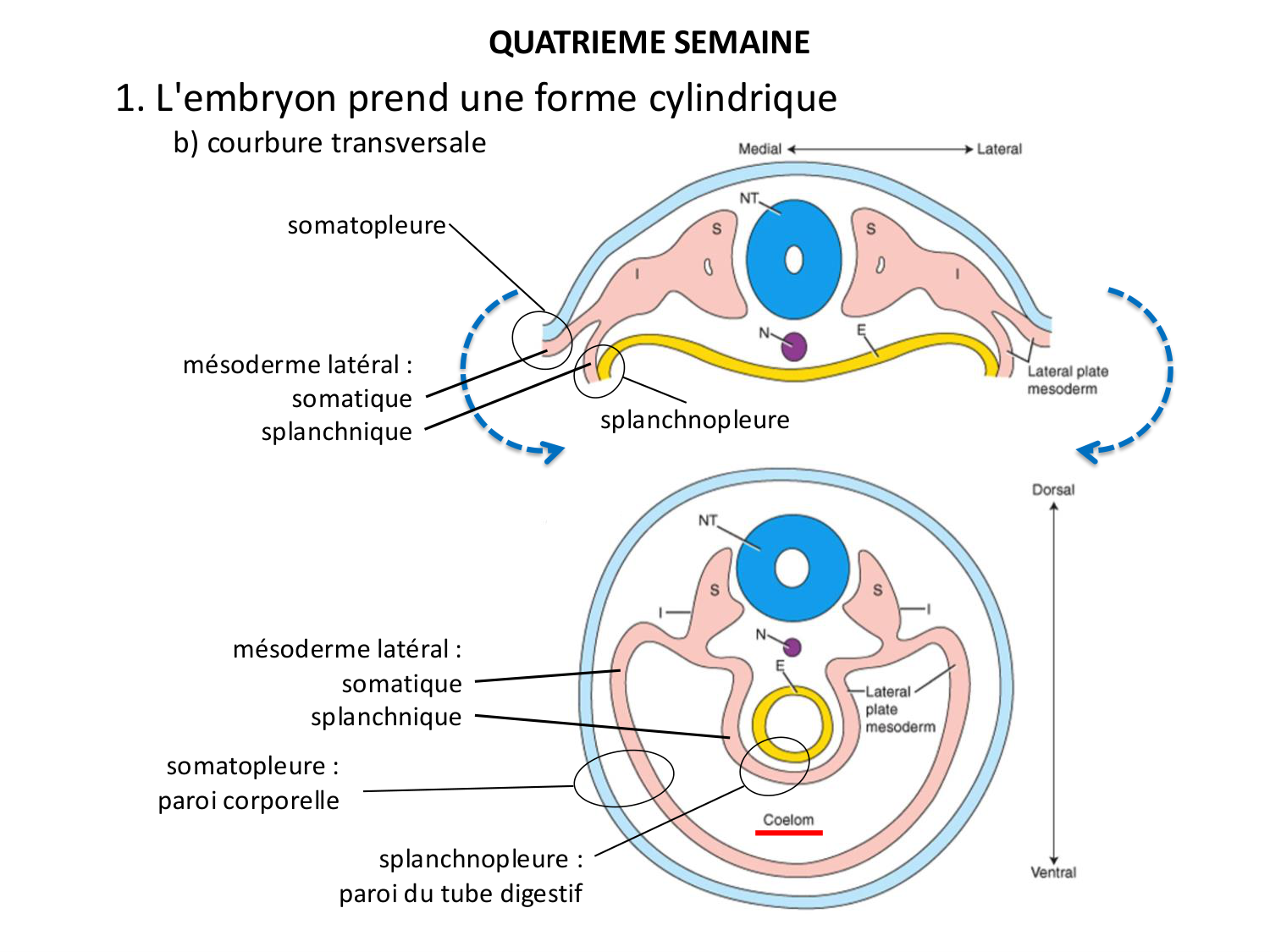 Développement — semaine 4 et 2e mois page 11