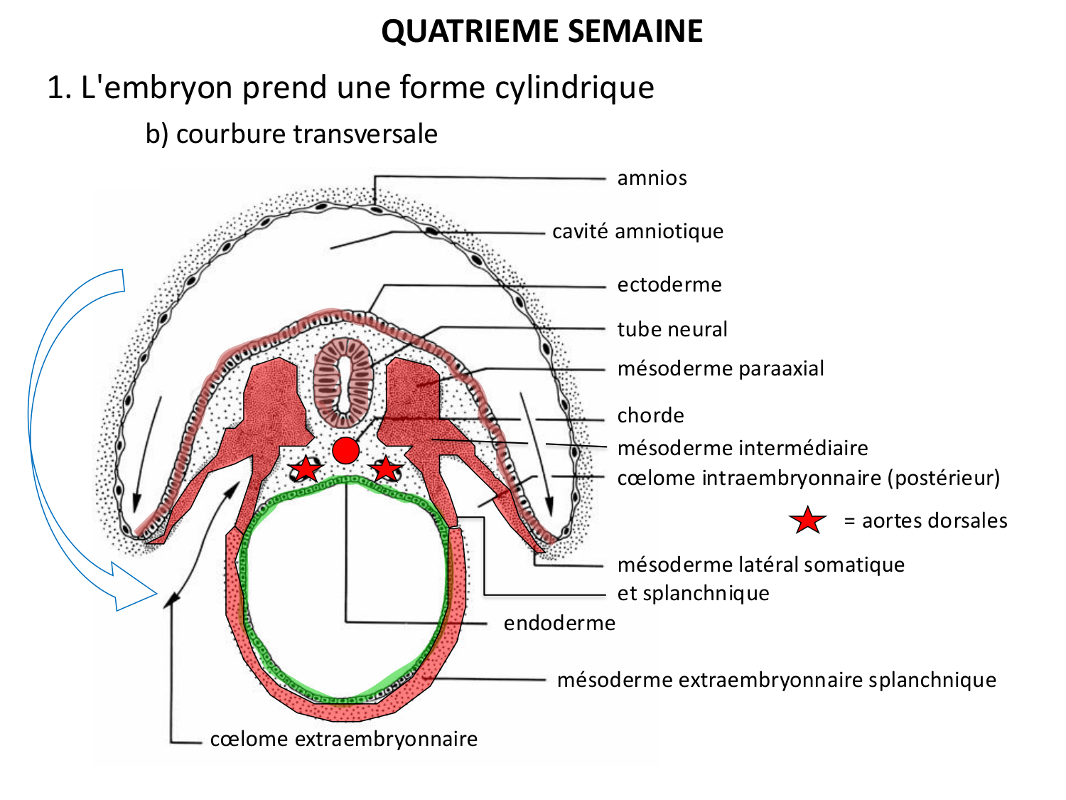 Développement — semaine 4 et 2e mois page 12