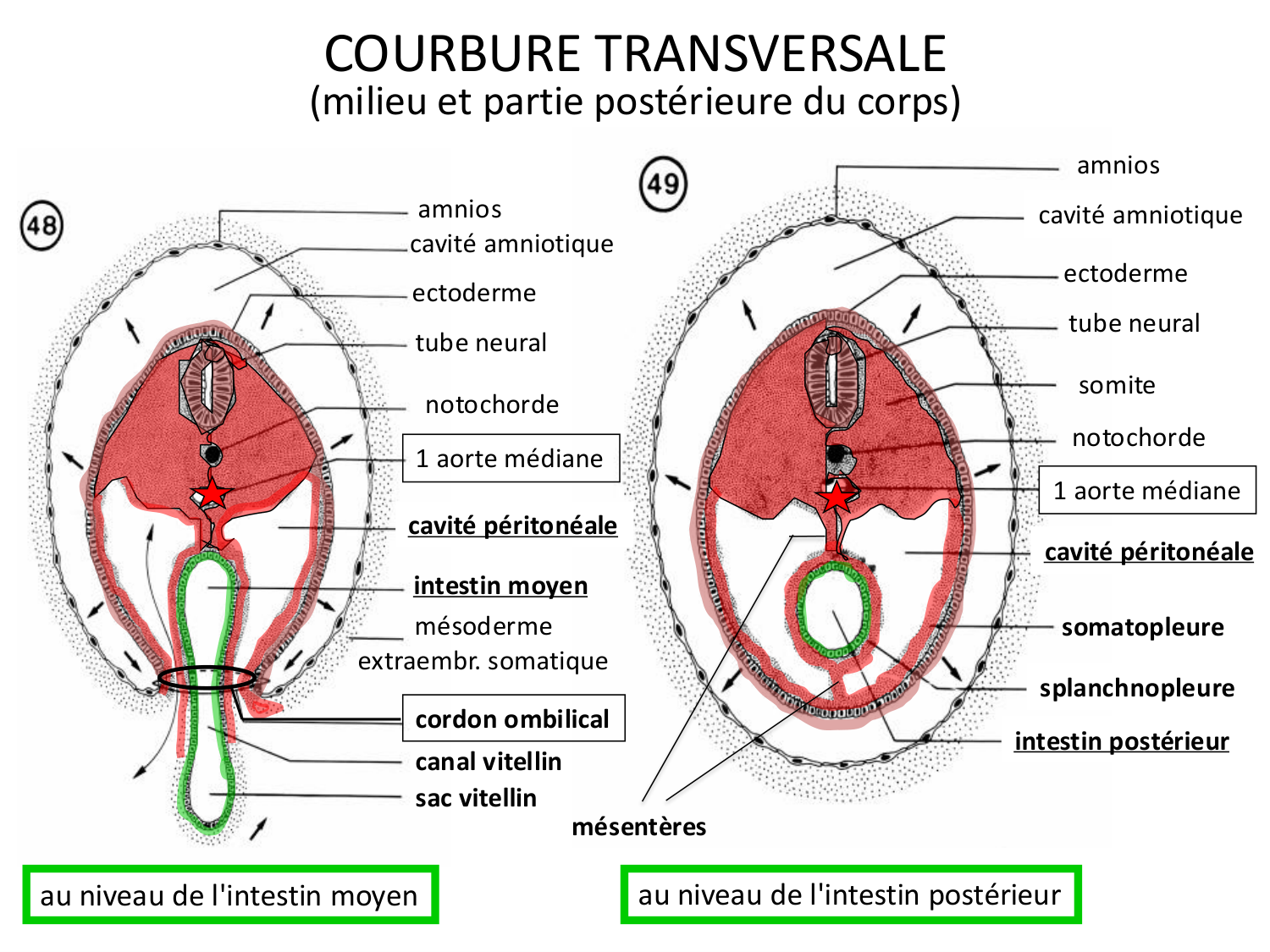 Développement — semaine 4 et 2e mois page 13
