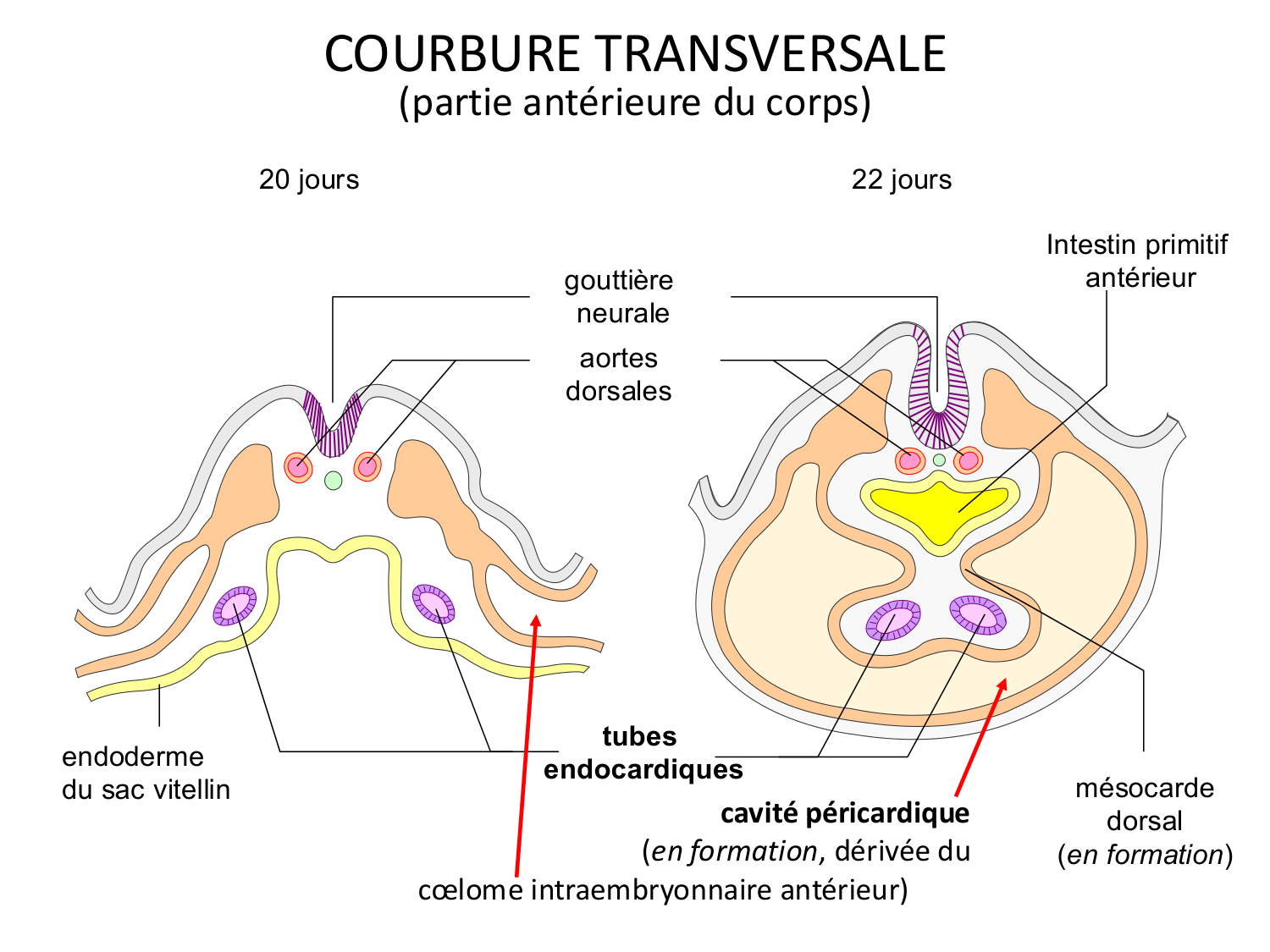 Développement — semaine 4 et 2e mois page 14