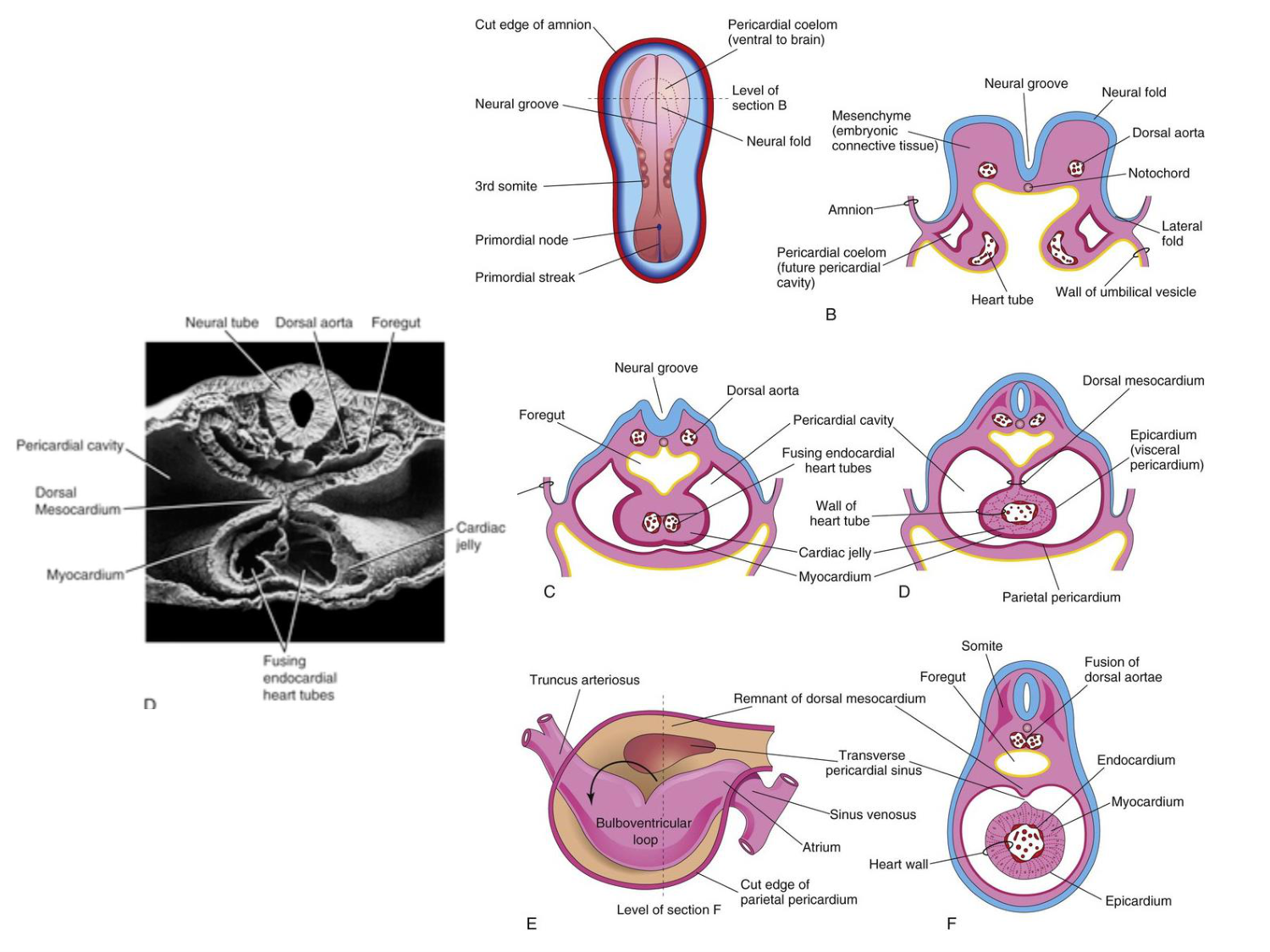 Développement — semaine 4 et 2e mois page 15