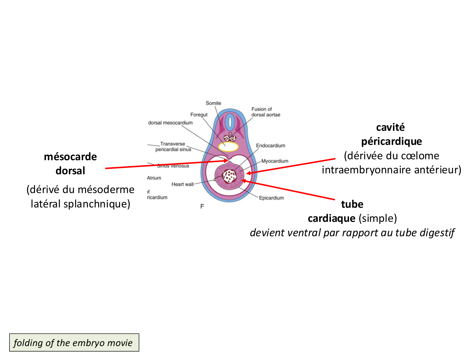 Développement — semaine 4 et 2e mois page 16