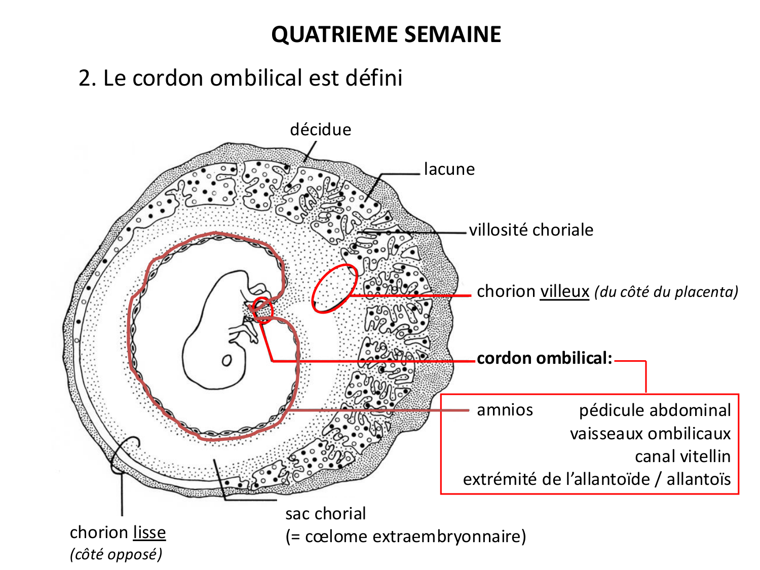 Développement — semaine 4 et 2e mois page 17
