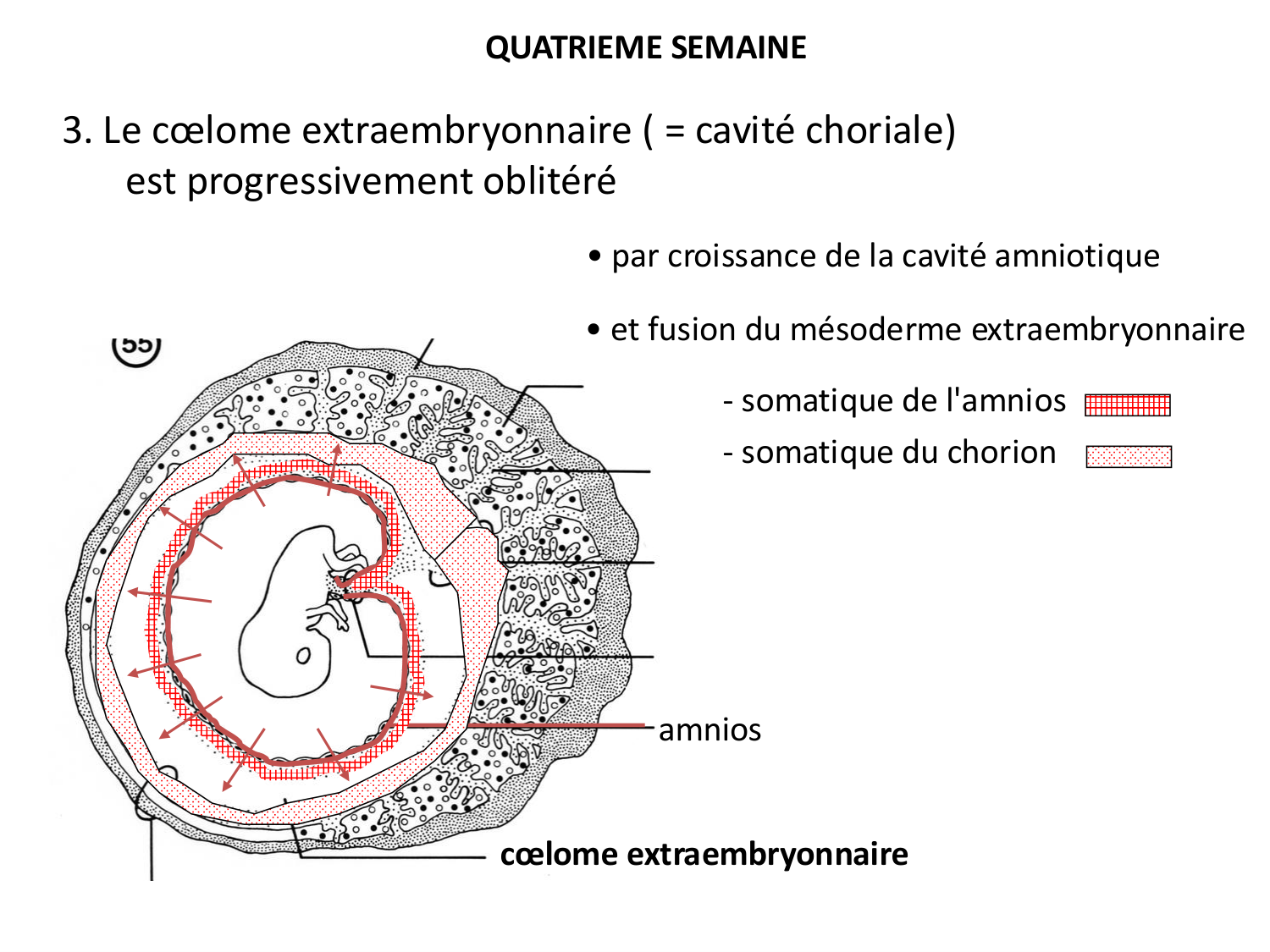 Développement — semaine 4 et 2e mois page 18