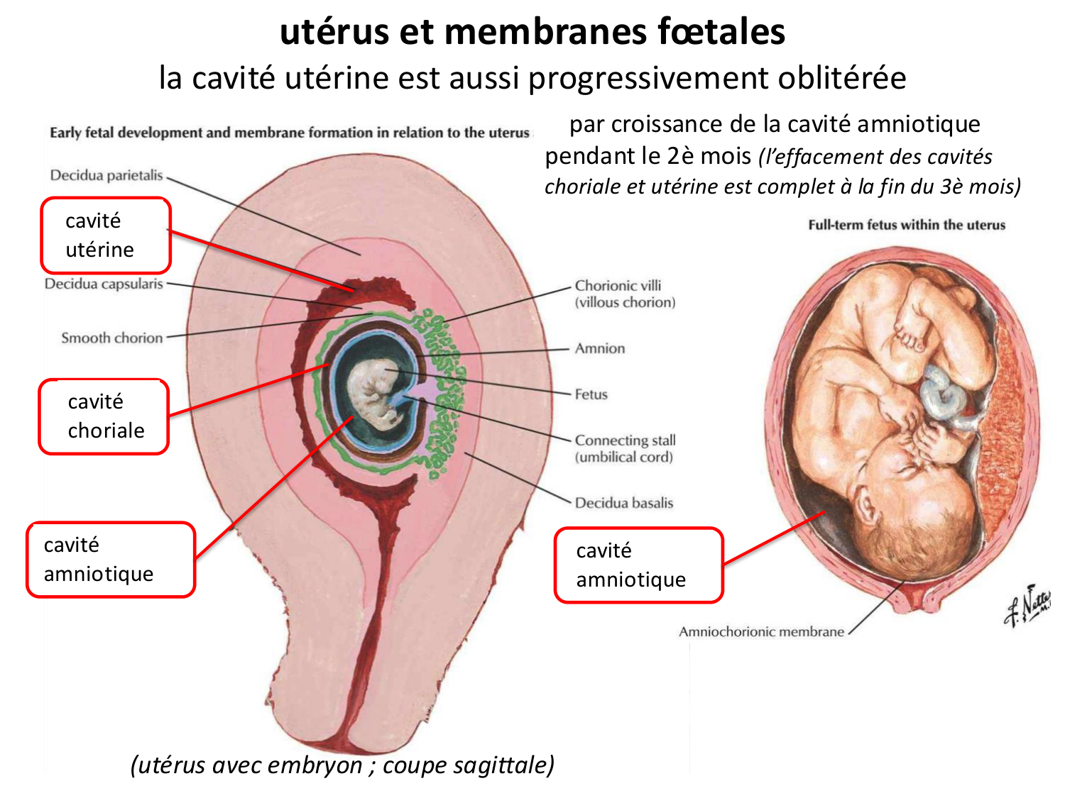 Développement — semaine 4 et 2e mois page 19