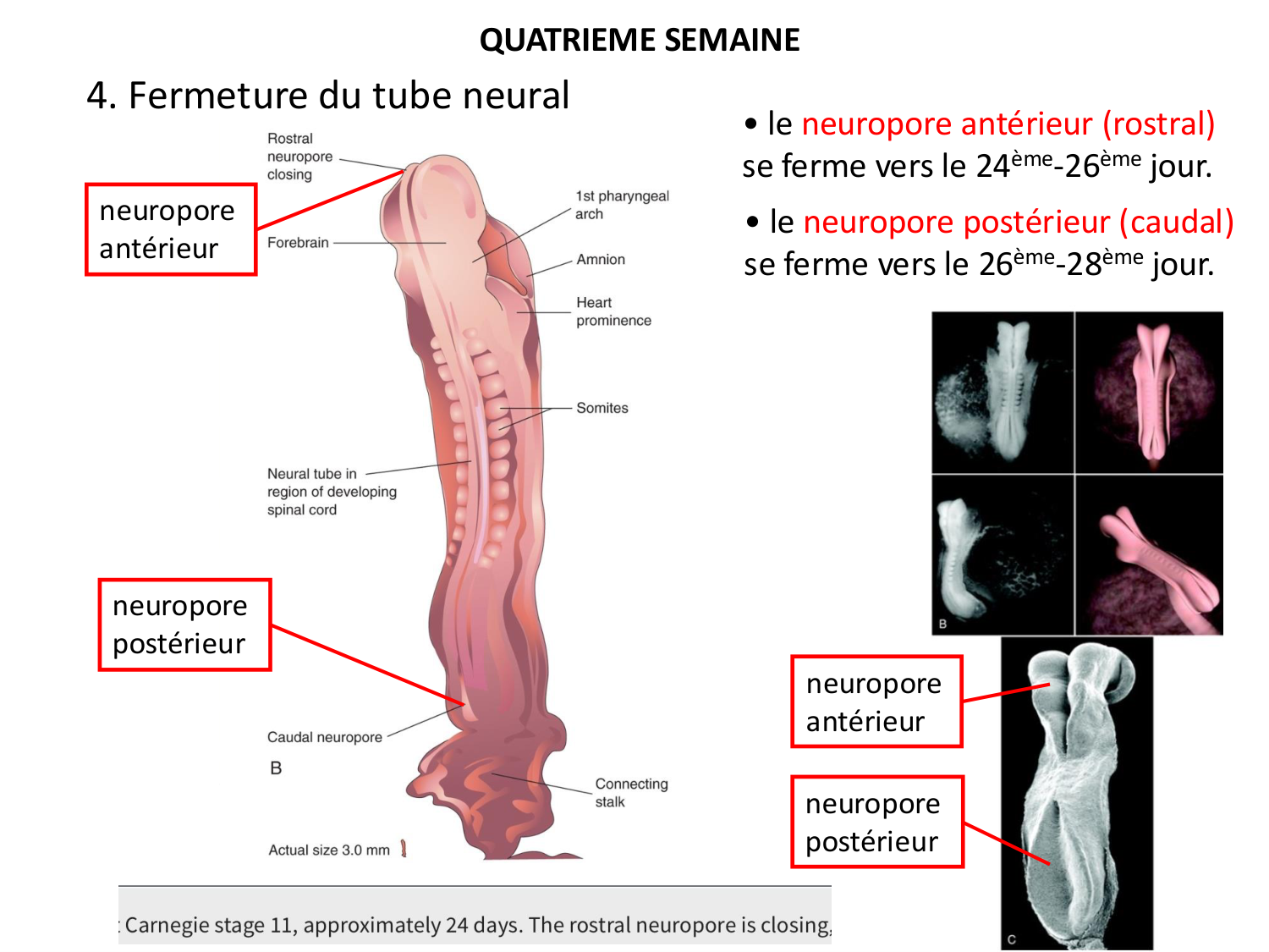 Développement — semaine 4 et 2e mois page 20