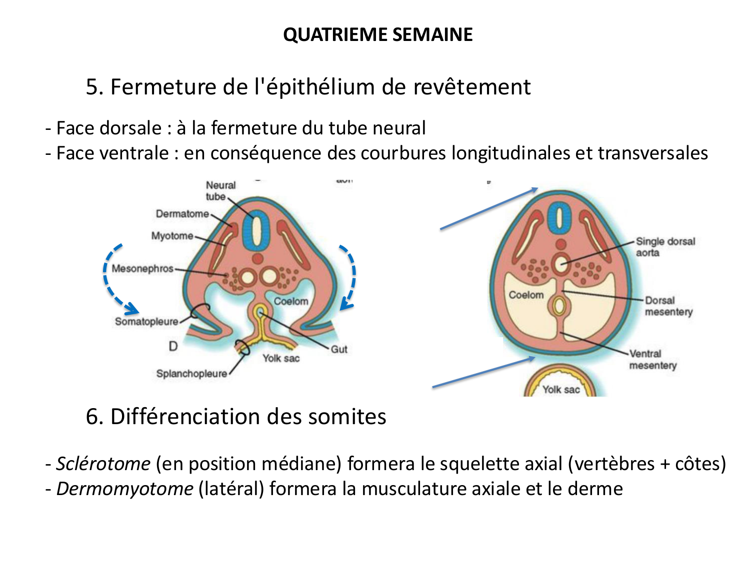 Développement — semaine 4 et 2e mois page 21