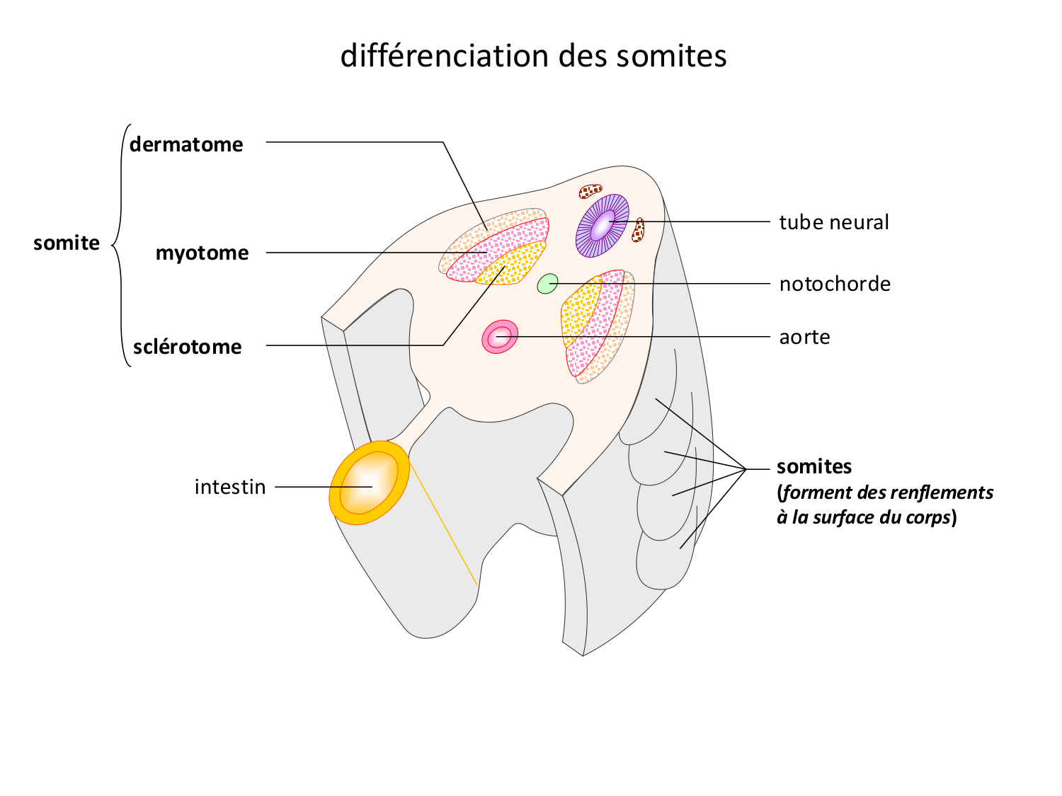 Développement — semaine 4 et 2e mois page 22