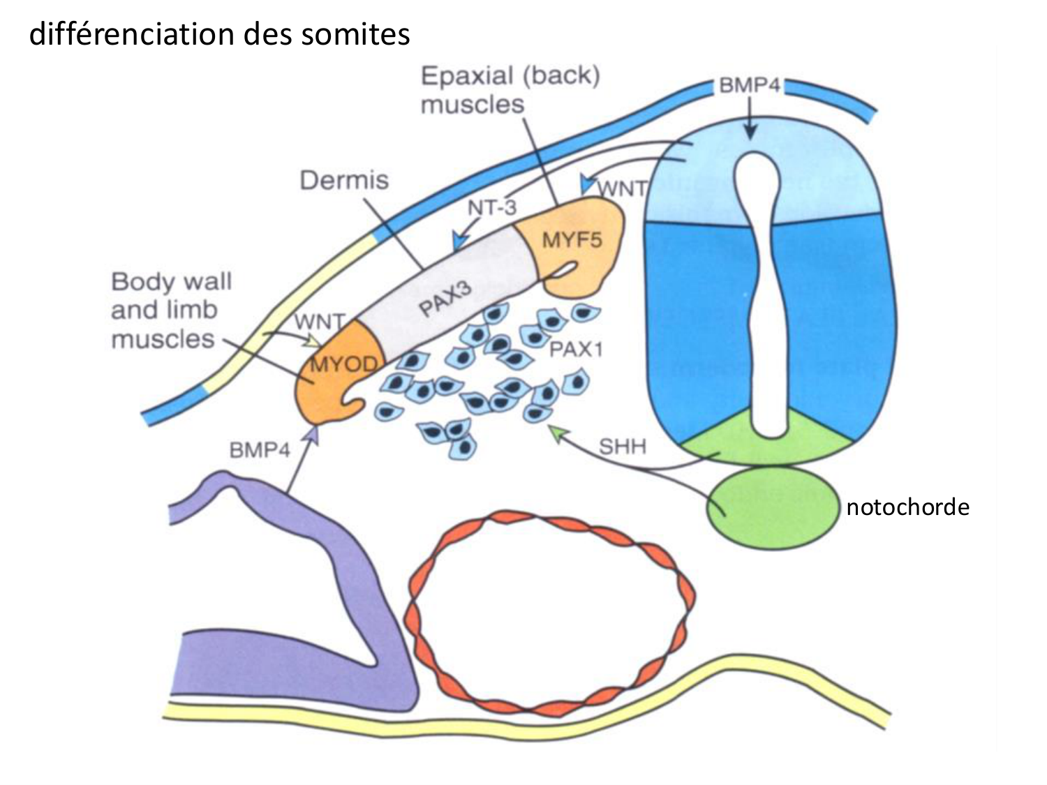 Développement — semaine 4 et 2e mois page 23