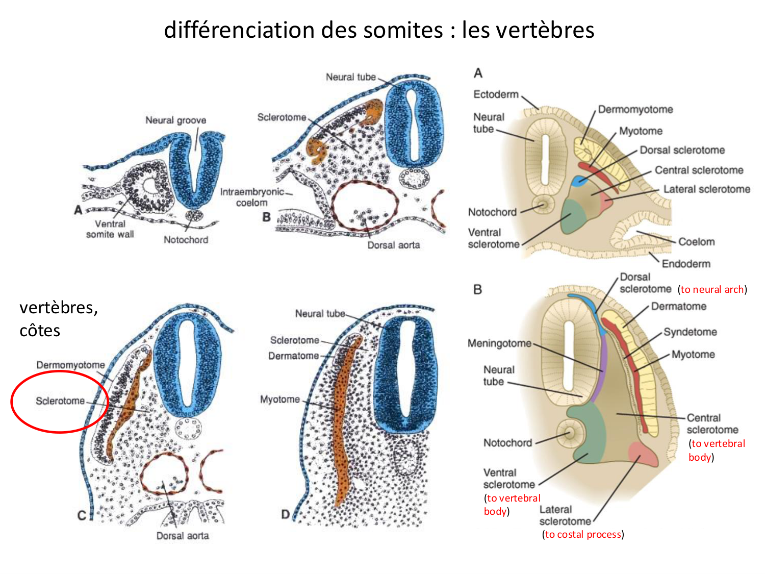 Développement — semaine 4 et 2e mois page 24