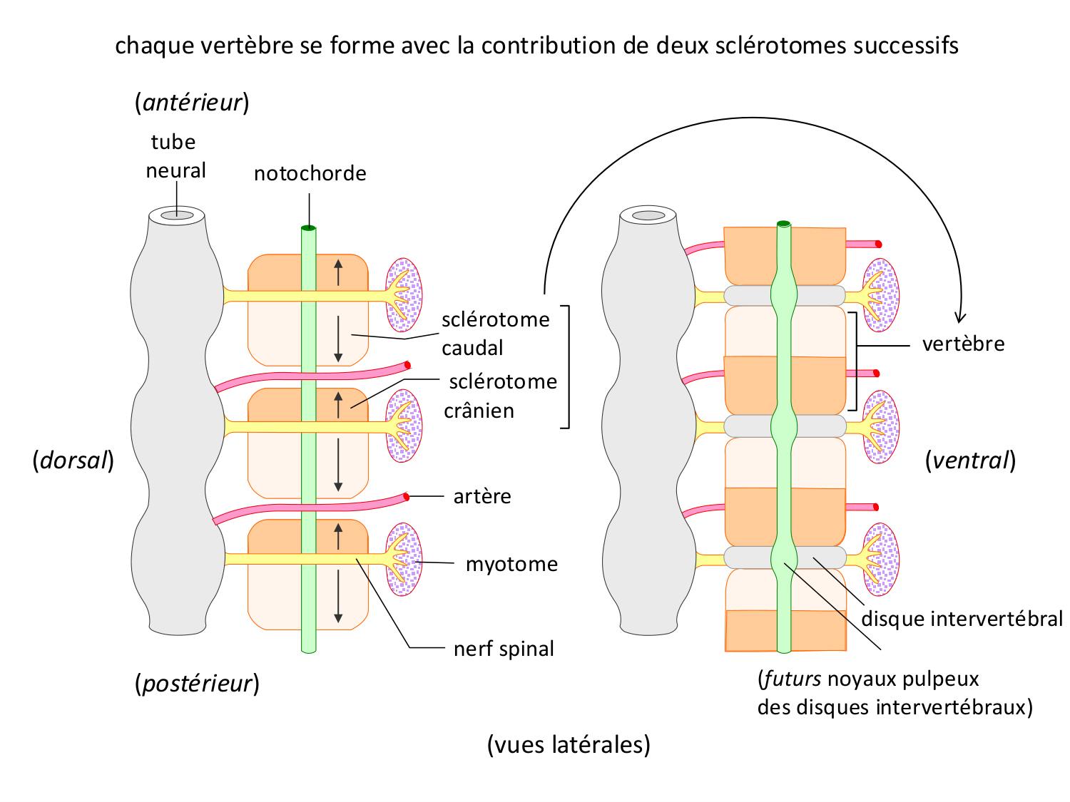 Développement — semaine 4 et 2e mois page 25
