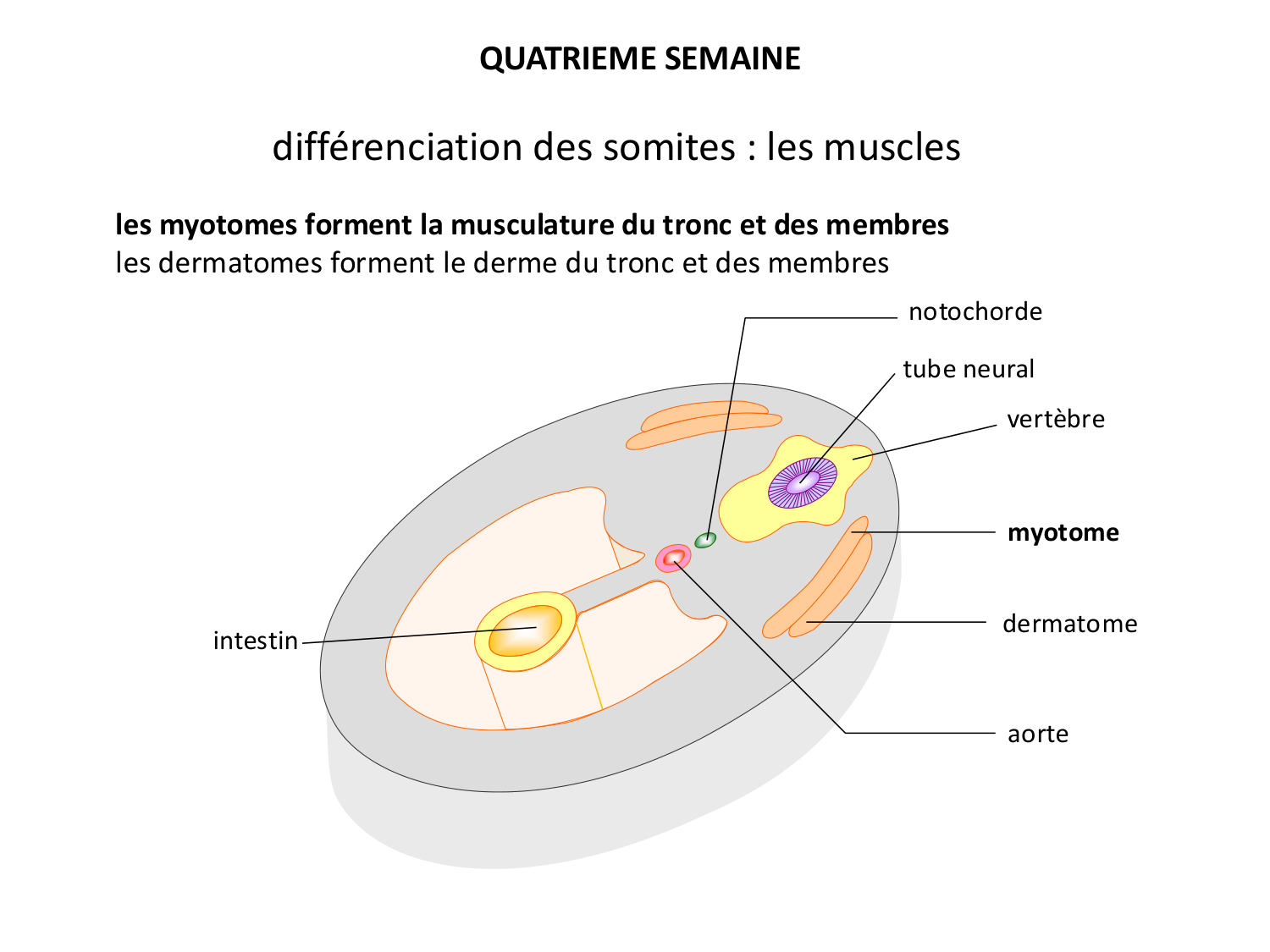 Développement — semaine 4 et 2e mois page 26