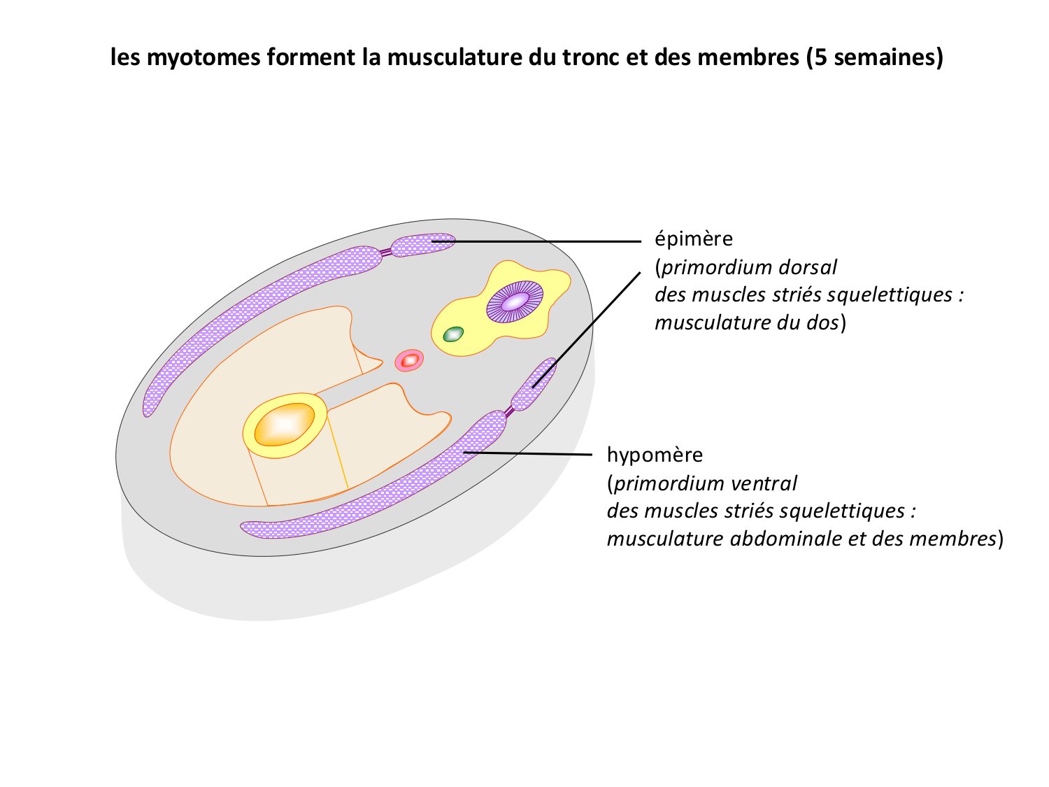 Développement — semaine 4 et 2e mois page 27