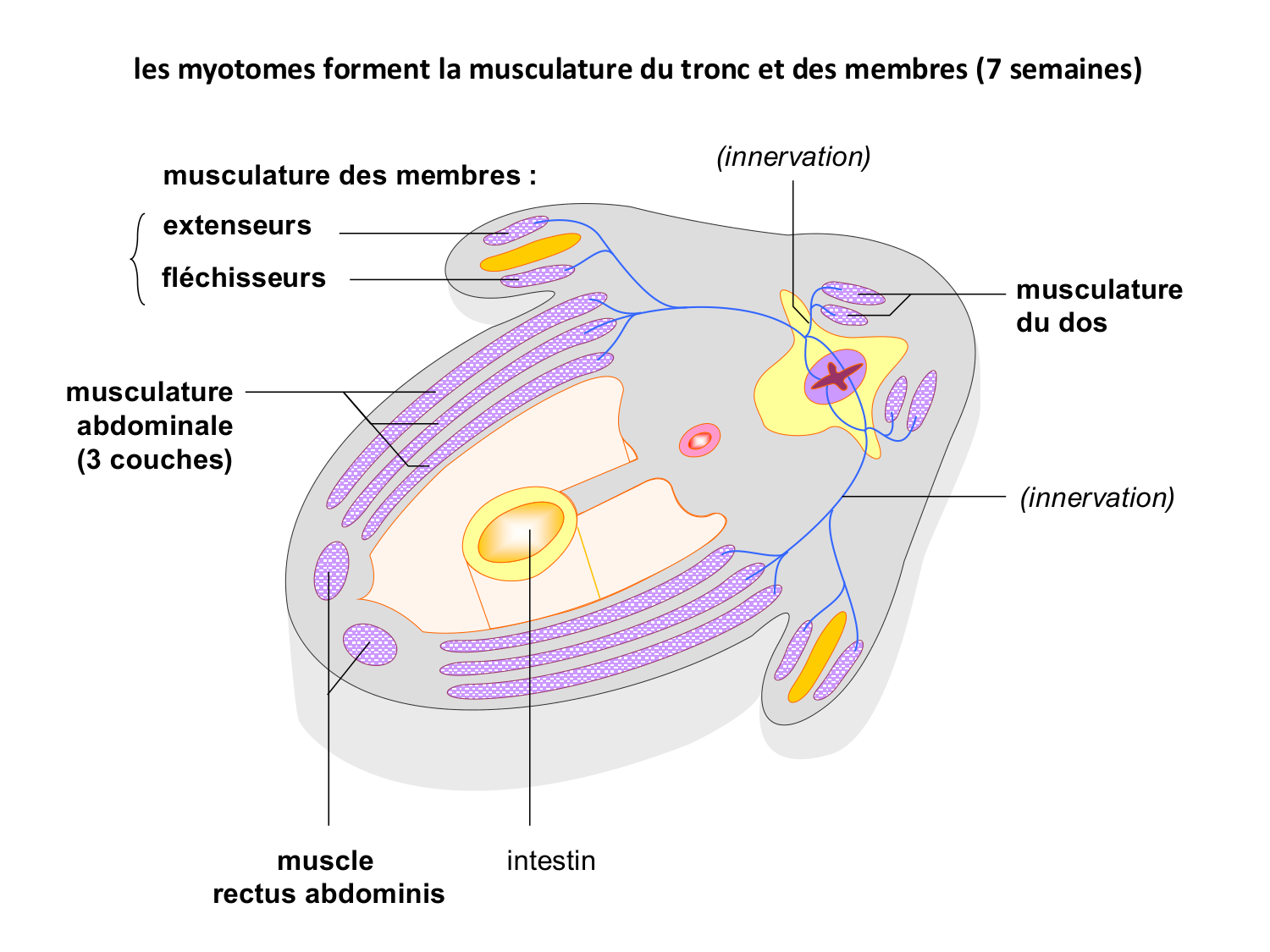 Développement — semaine 4 et 2e mois page 28