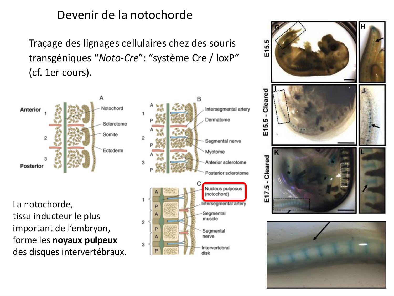Développement — semaine 4 et 2e mois page 29