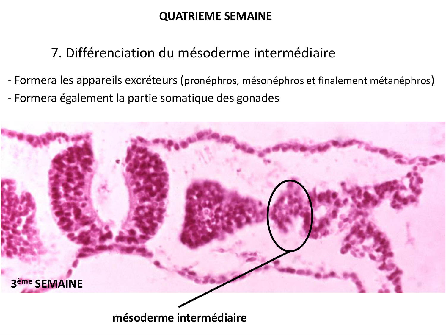 Développement — semaine 4 et 2e mois page 30
