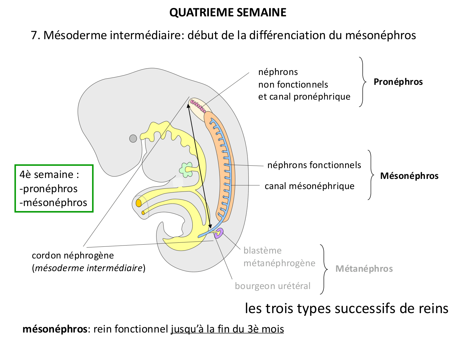 Développement — semaine 4 et 2e mois page 31