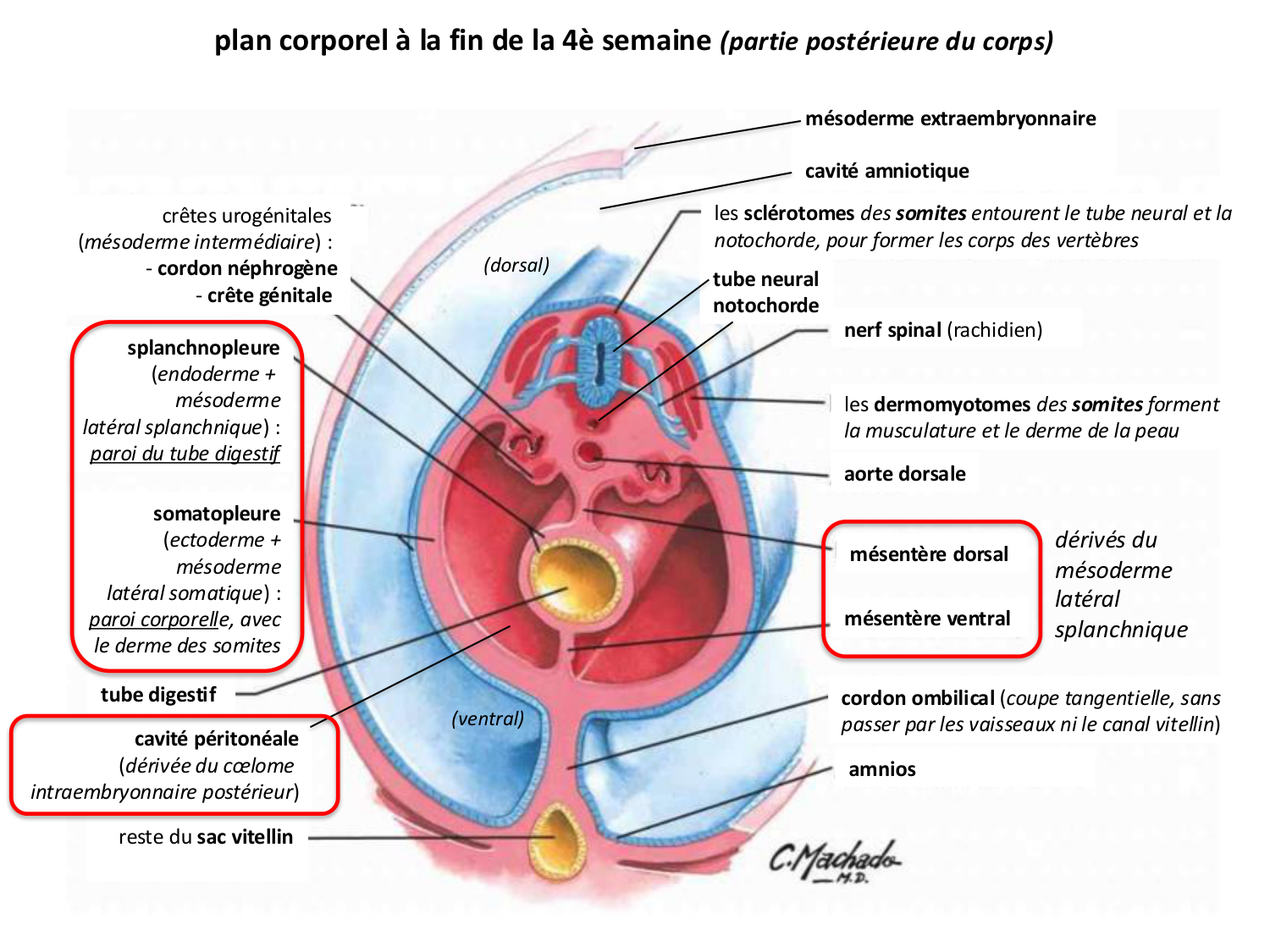 Développement — semaine 4 et 2e mois page 32
