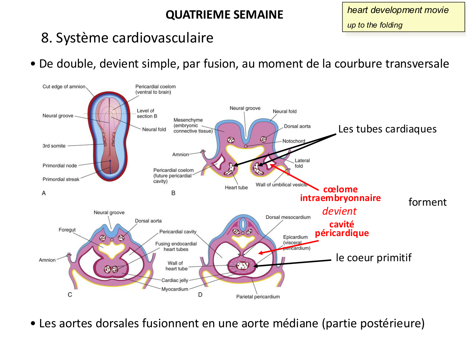 Développement — semaine 4 et 2e mois page 33