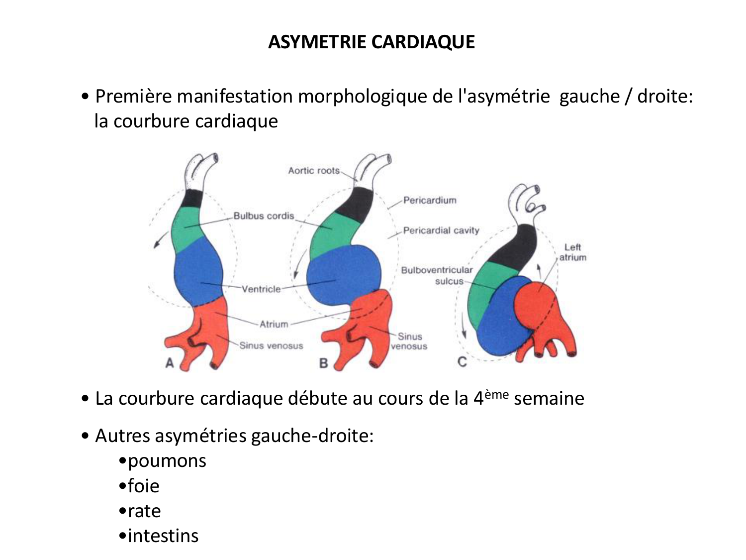 Développement — semaine 4 et 2e mois page 34