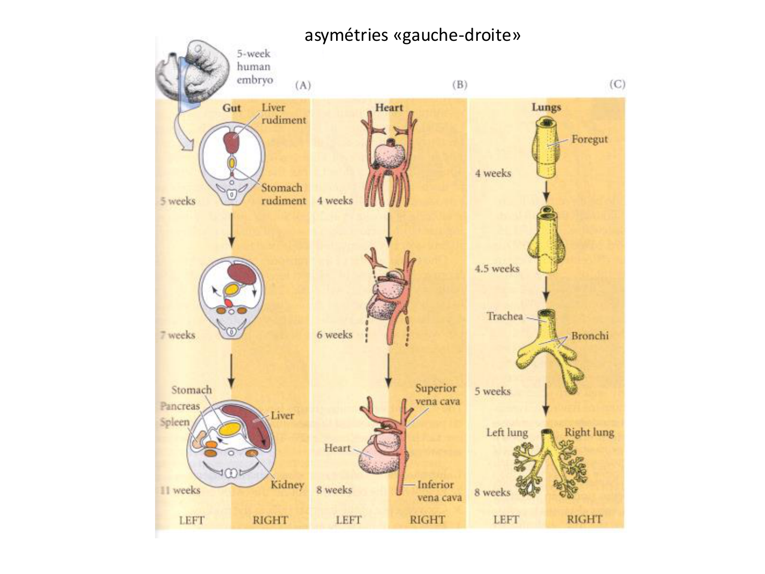 Développement — semaine 4 et 2e mois page 35