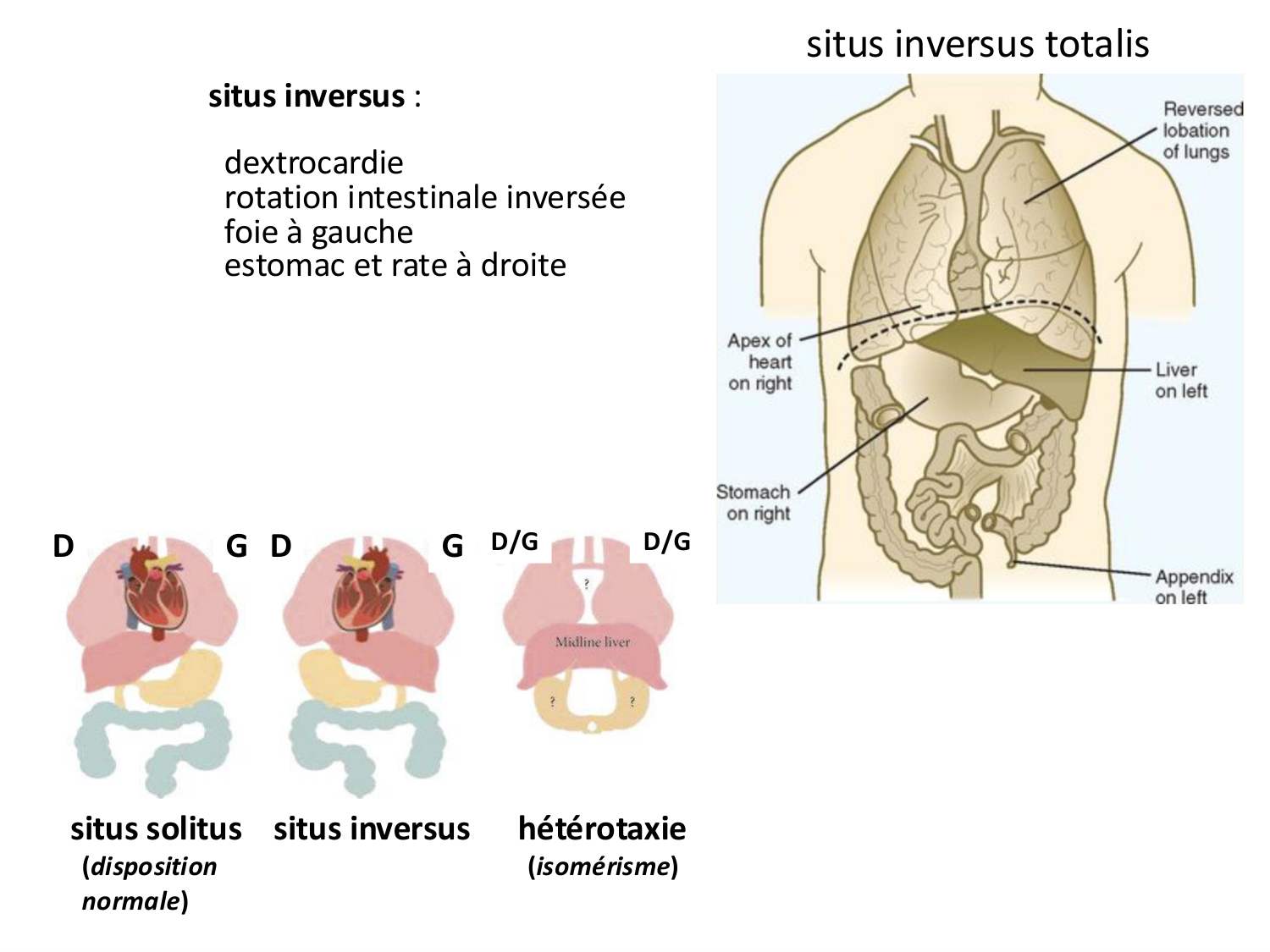 Développement — semaine 4 et 2e mois page 37