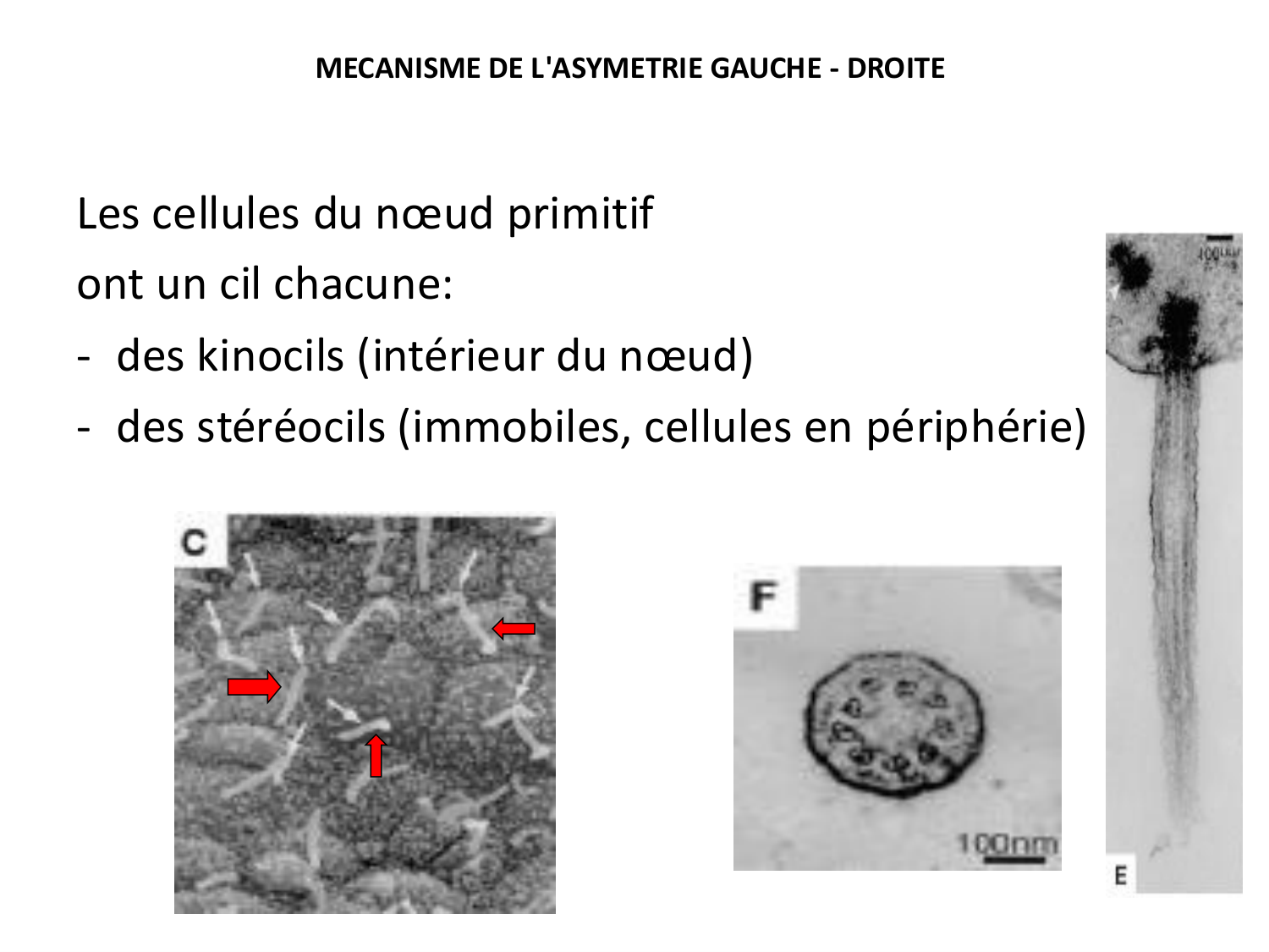 Développement — semaine 4 et 2e mois page 41