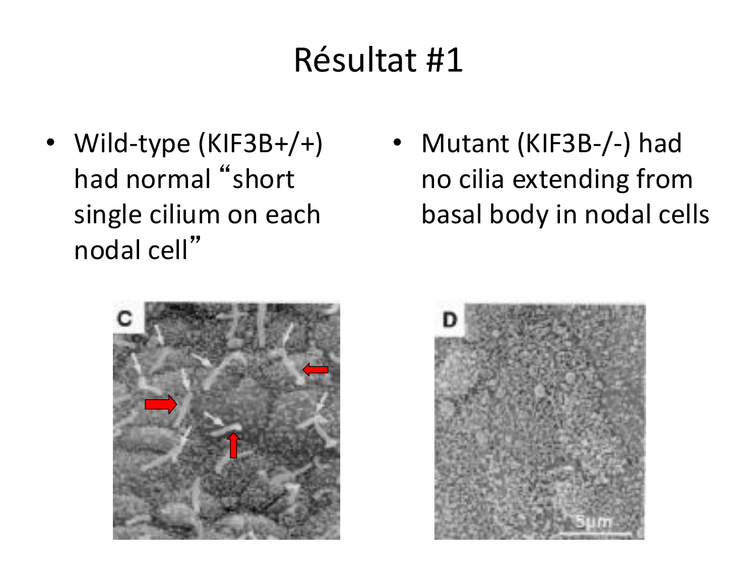 Développement — semaine 4 et 2e mois page 42