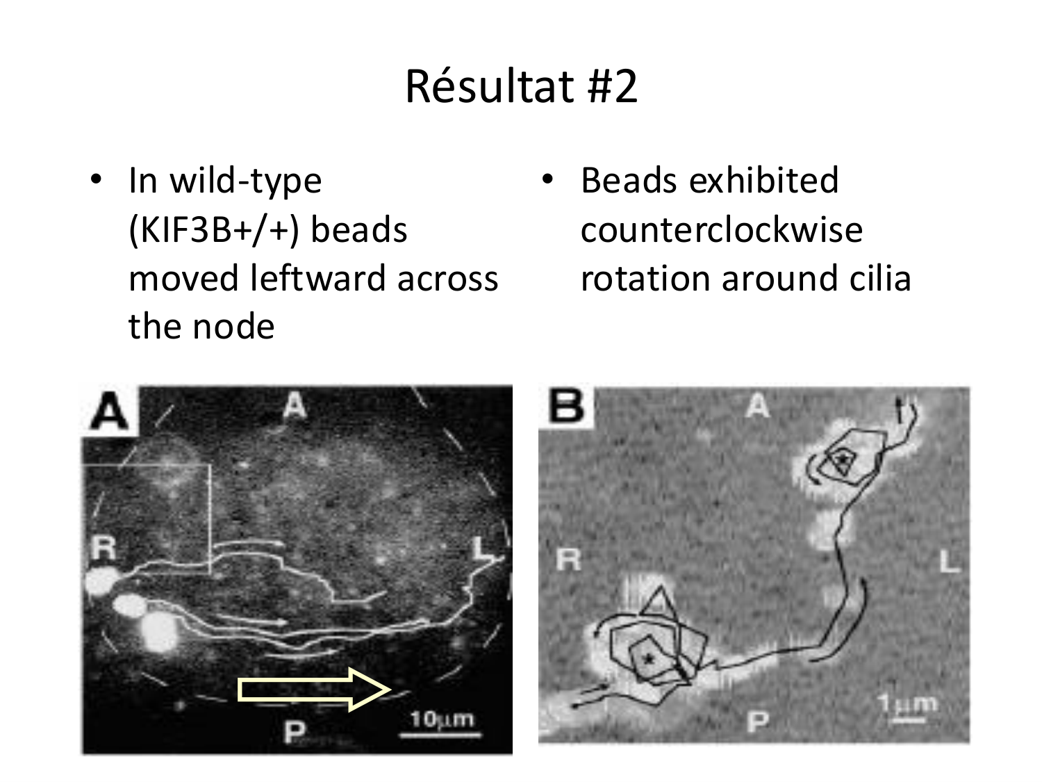 Développement — semaine 4 et 2e mois page 43