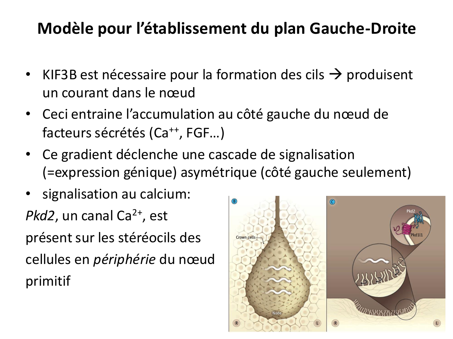 Développement — semaine 4 et 2e mois page 45