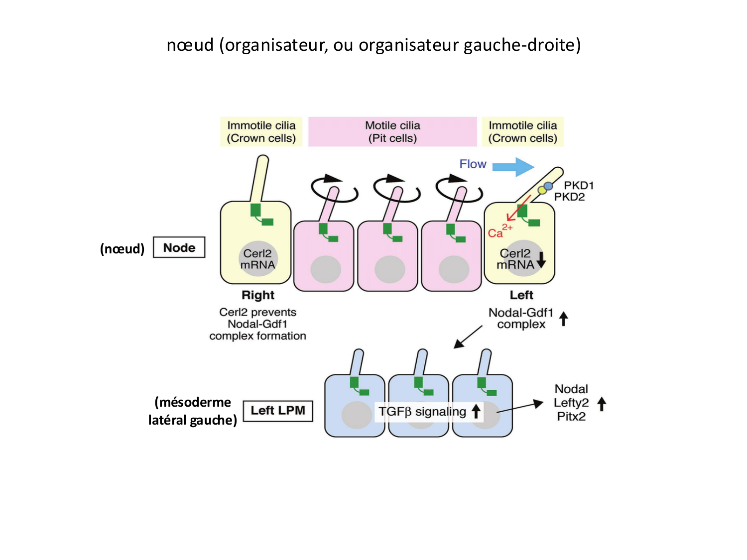 Développement — semaine 4 et 2e mois page 46