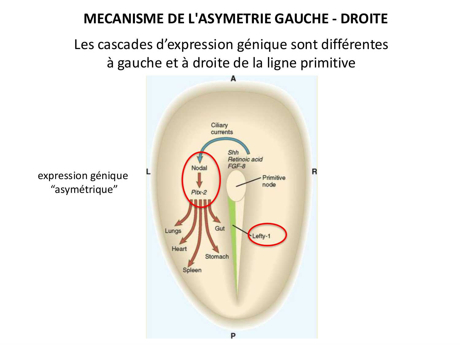 Développement — semaine 4 et 2e mois page 47