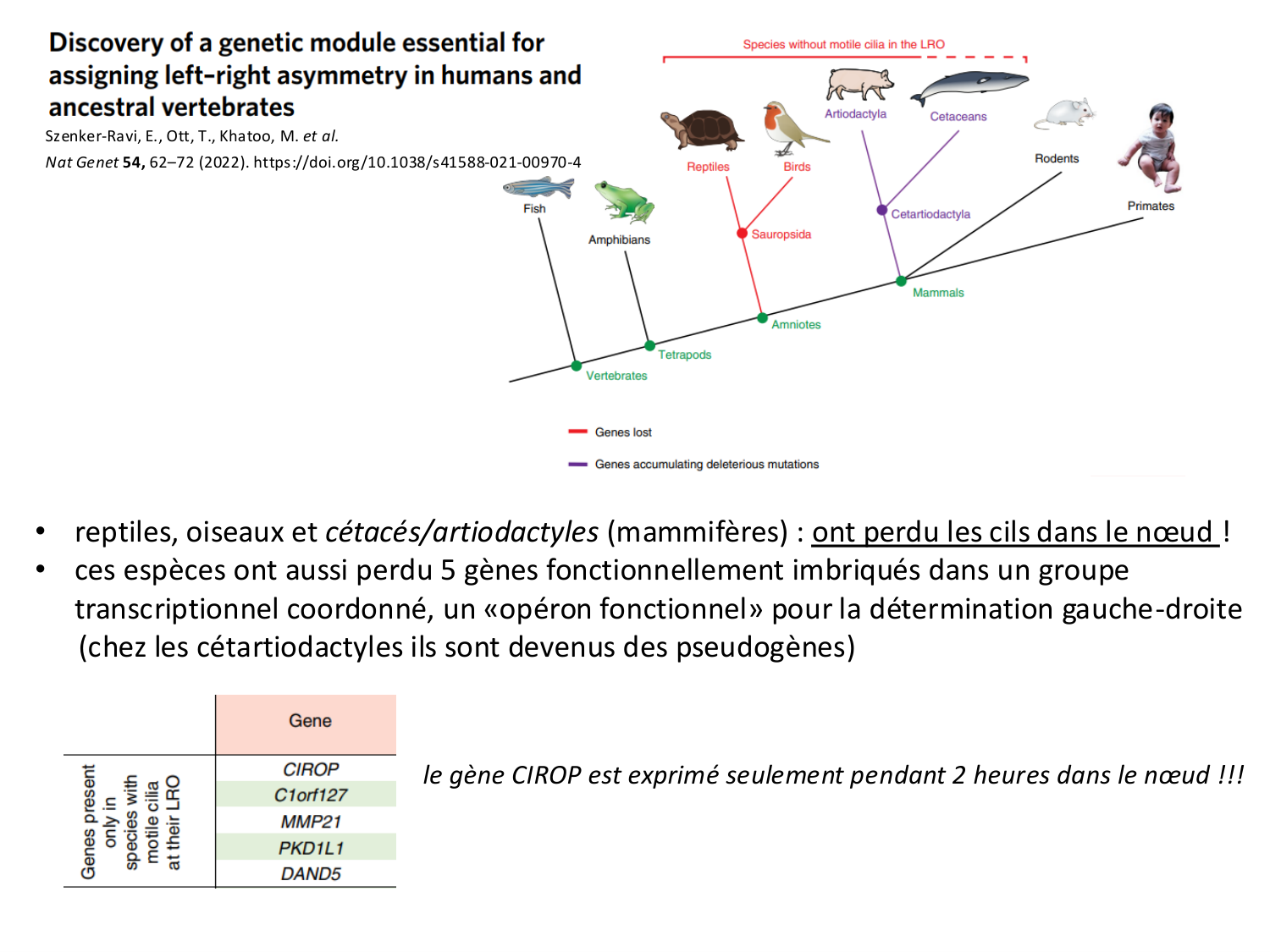 Développement — semaine 4 et 2e mois page 48
